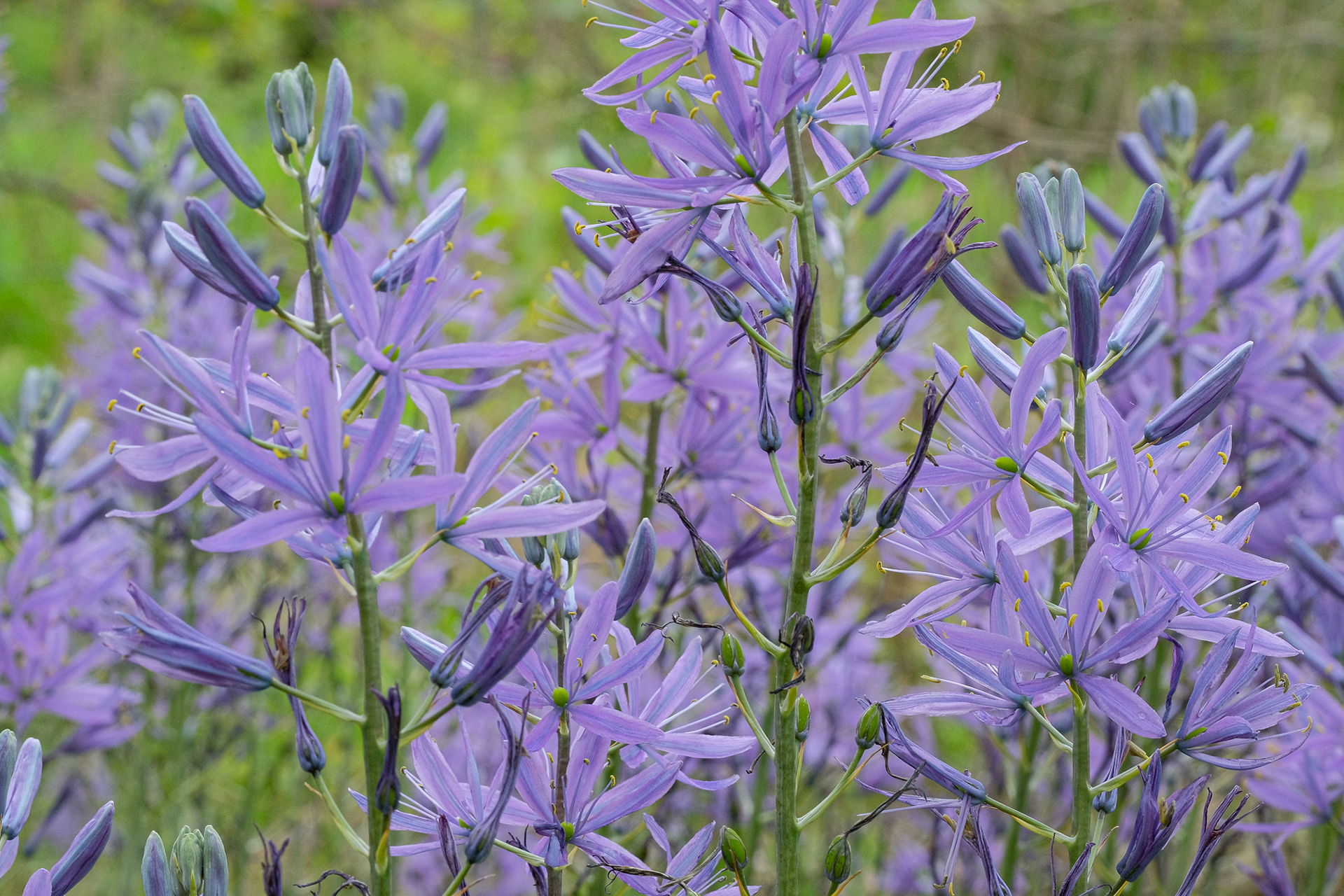 Camassia leichtlinii Caerulea
