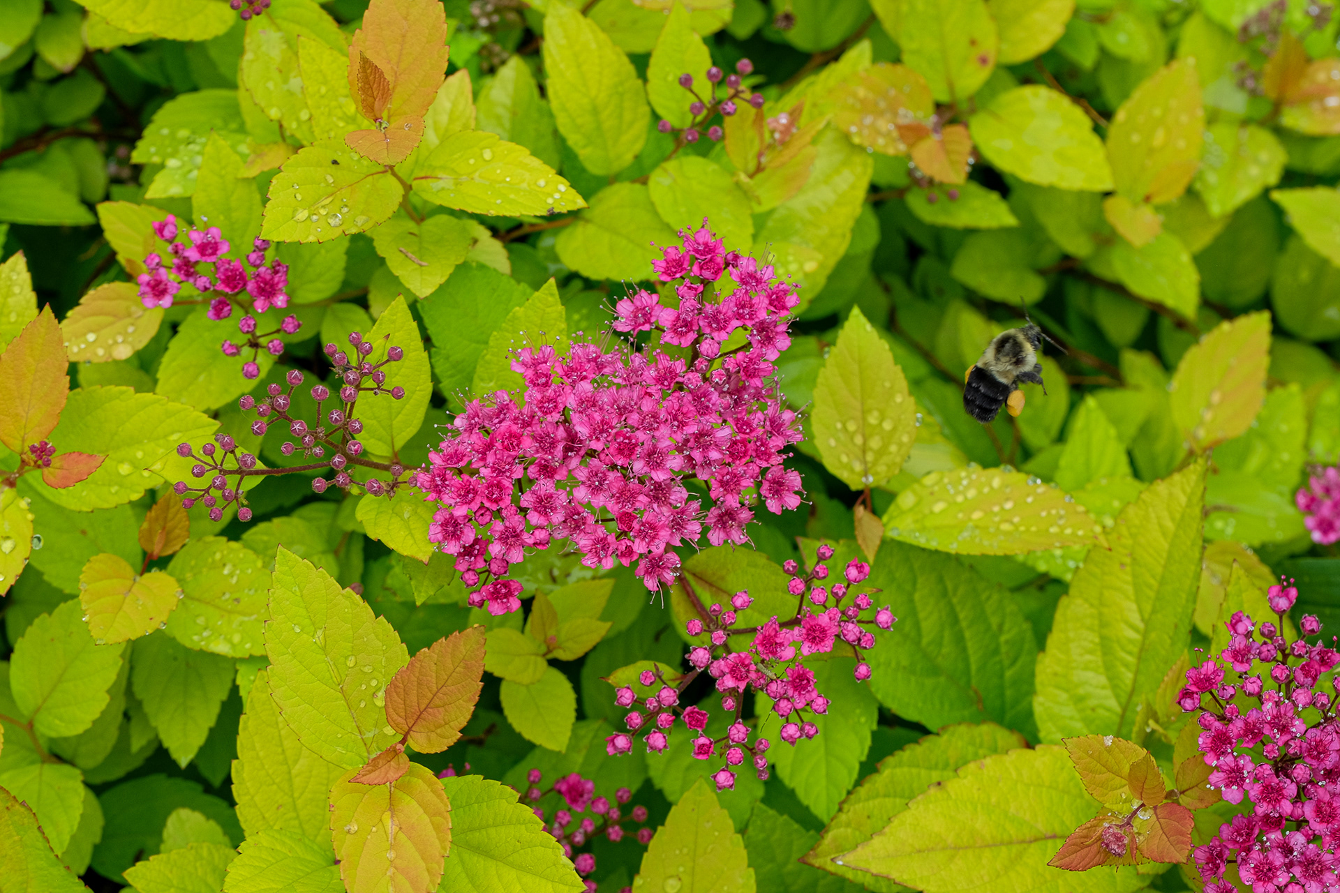 spirea japonica 'Goldmound'