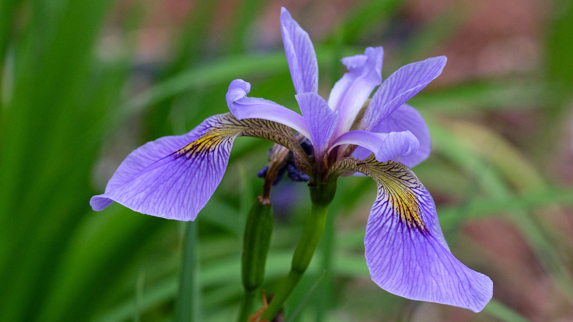 iris versicolor (seedling V25-01)