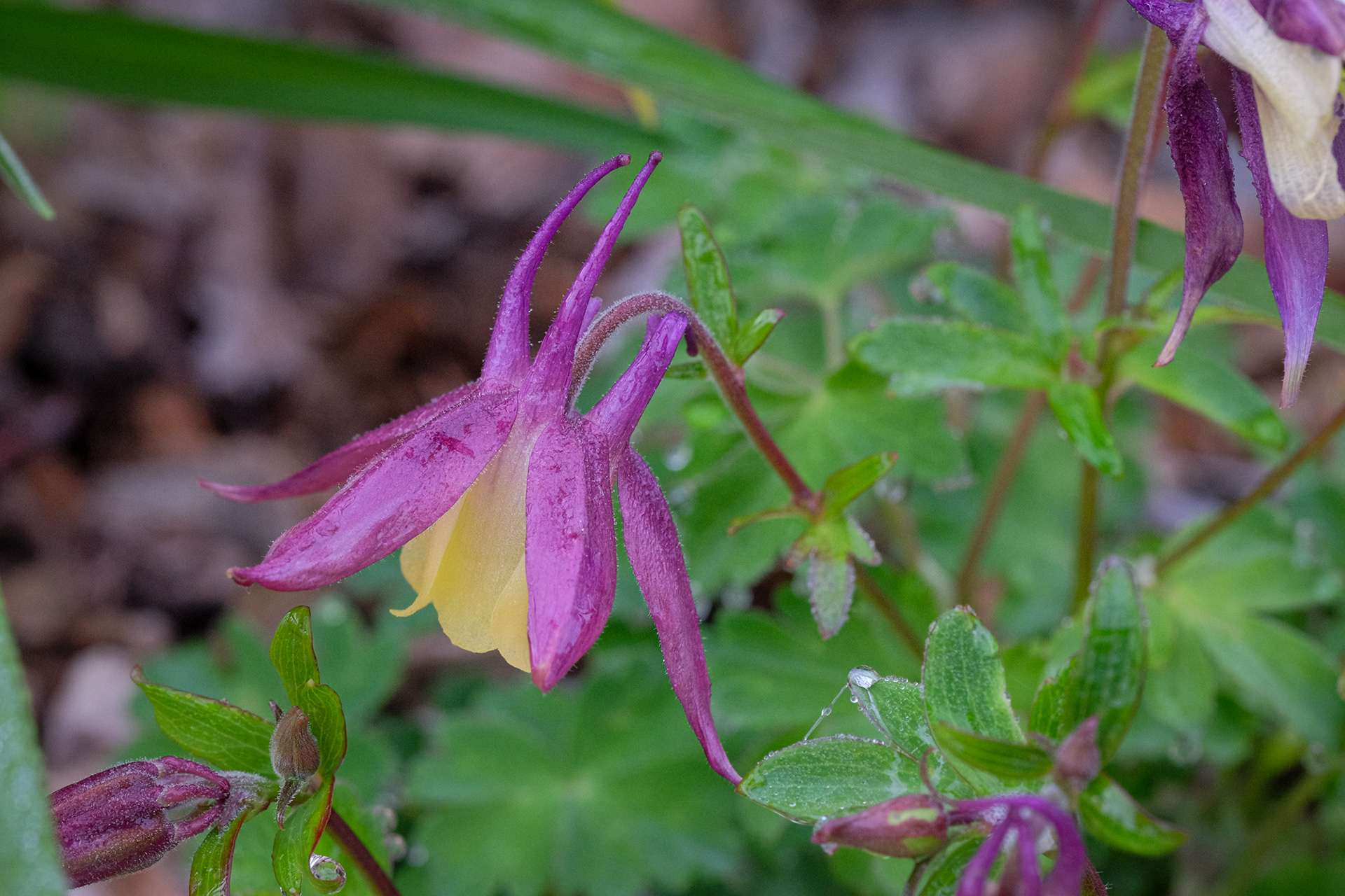 aquilegia vulgaris