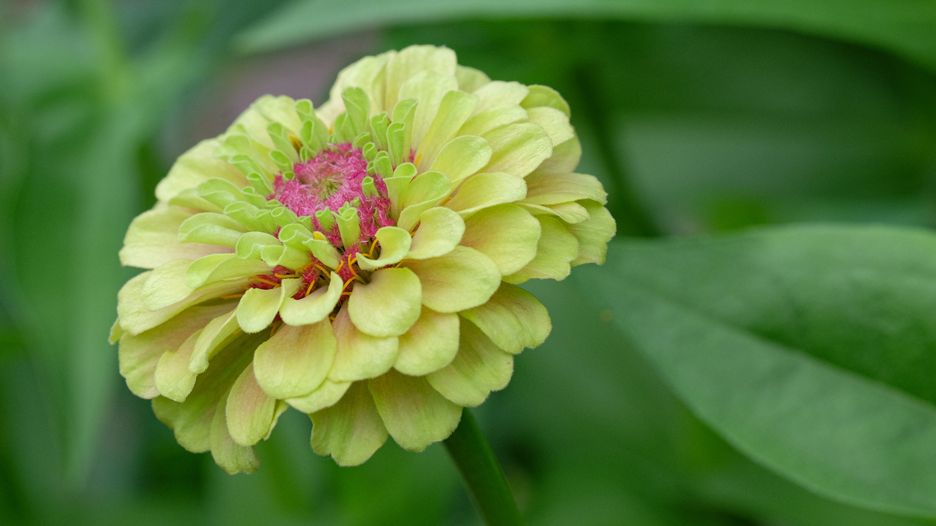 zinnia