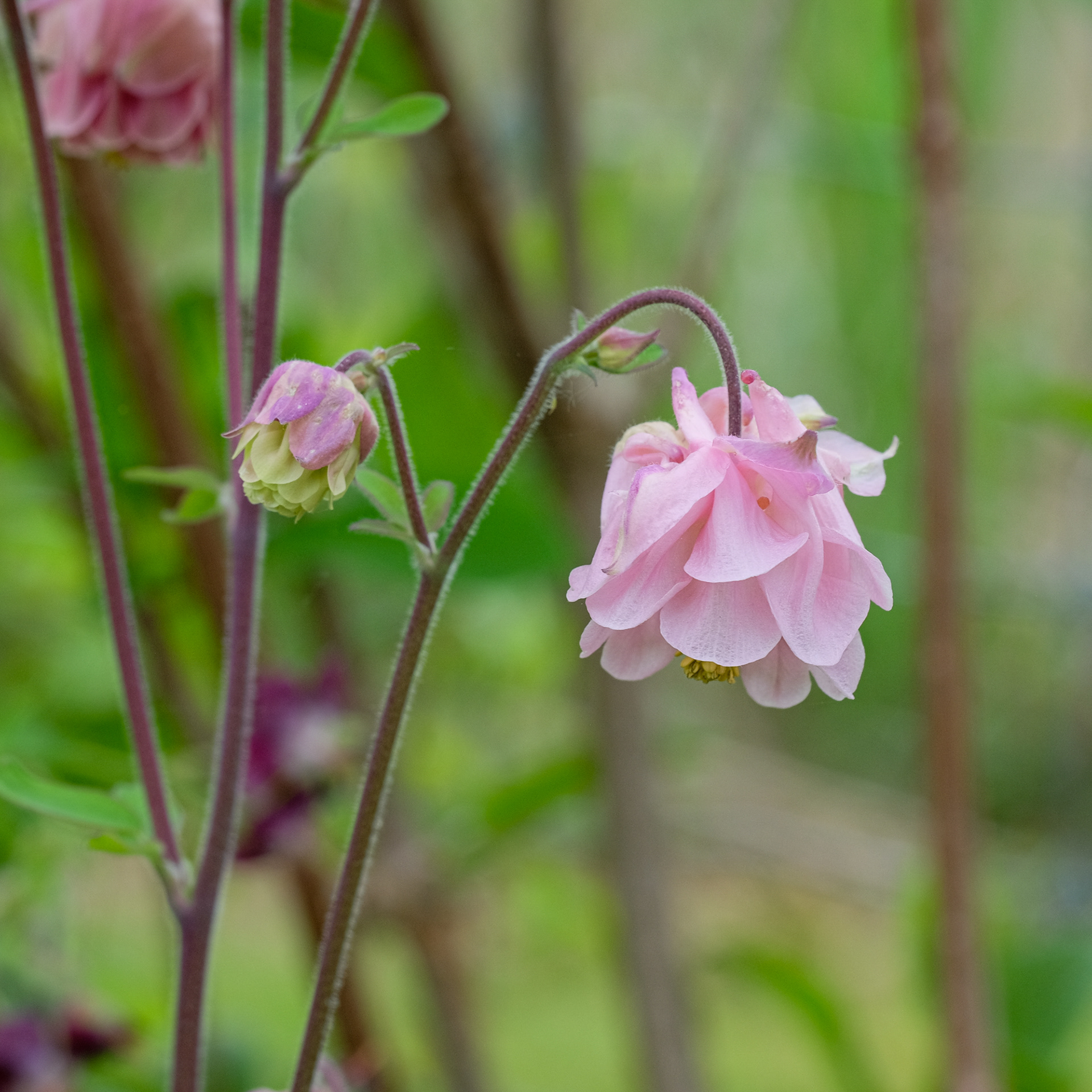 Aquilegia DOUBLE BARLOW COLUMBINE