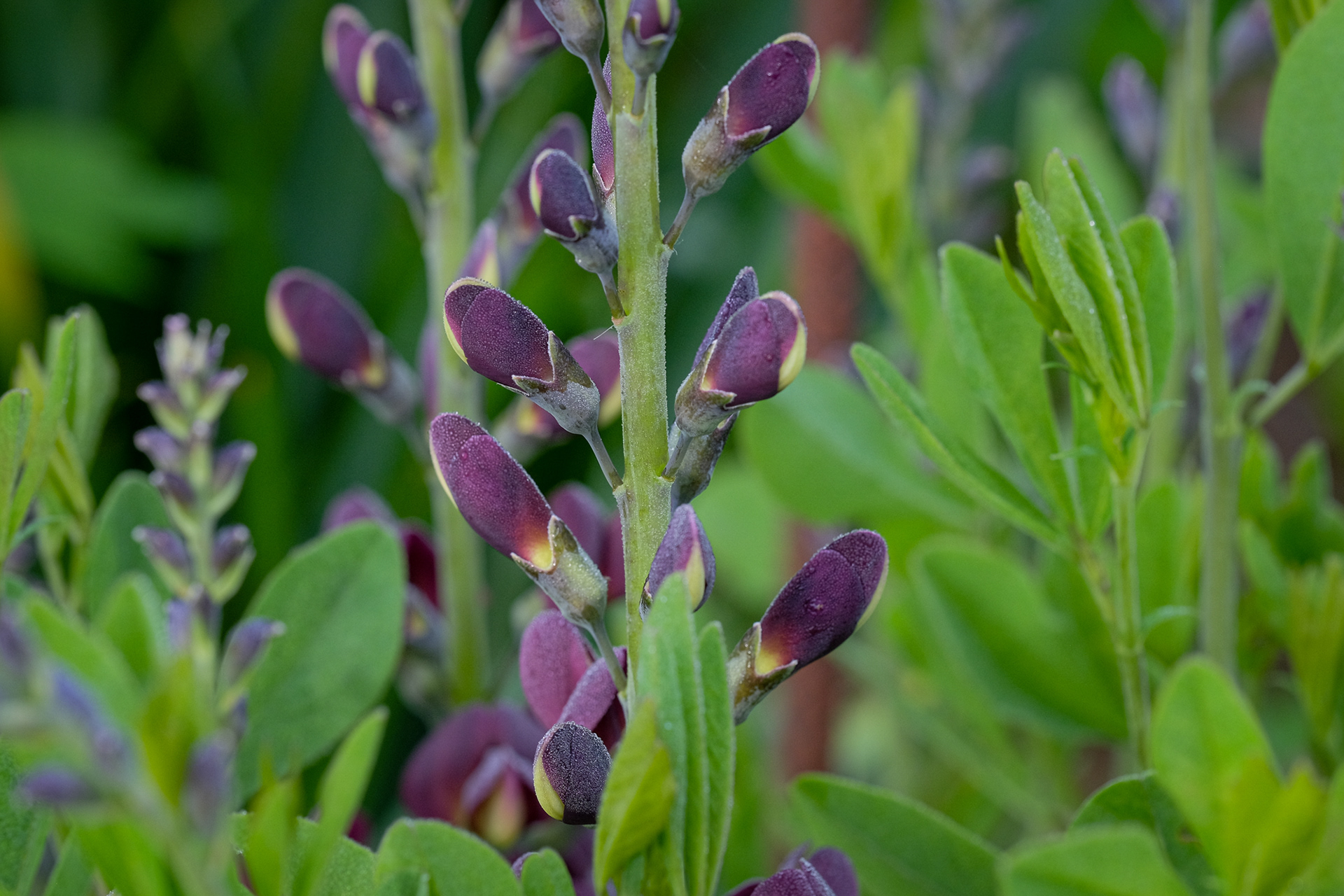 baptisia 'Dutch Chocolate'