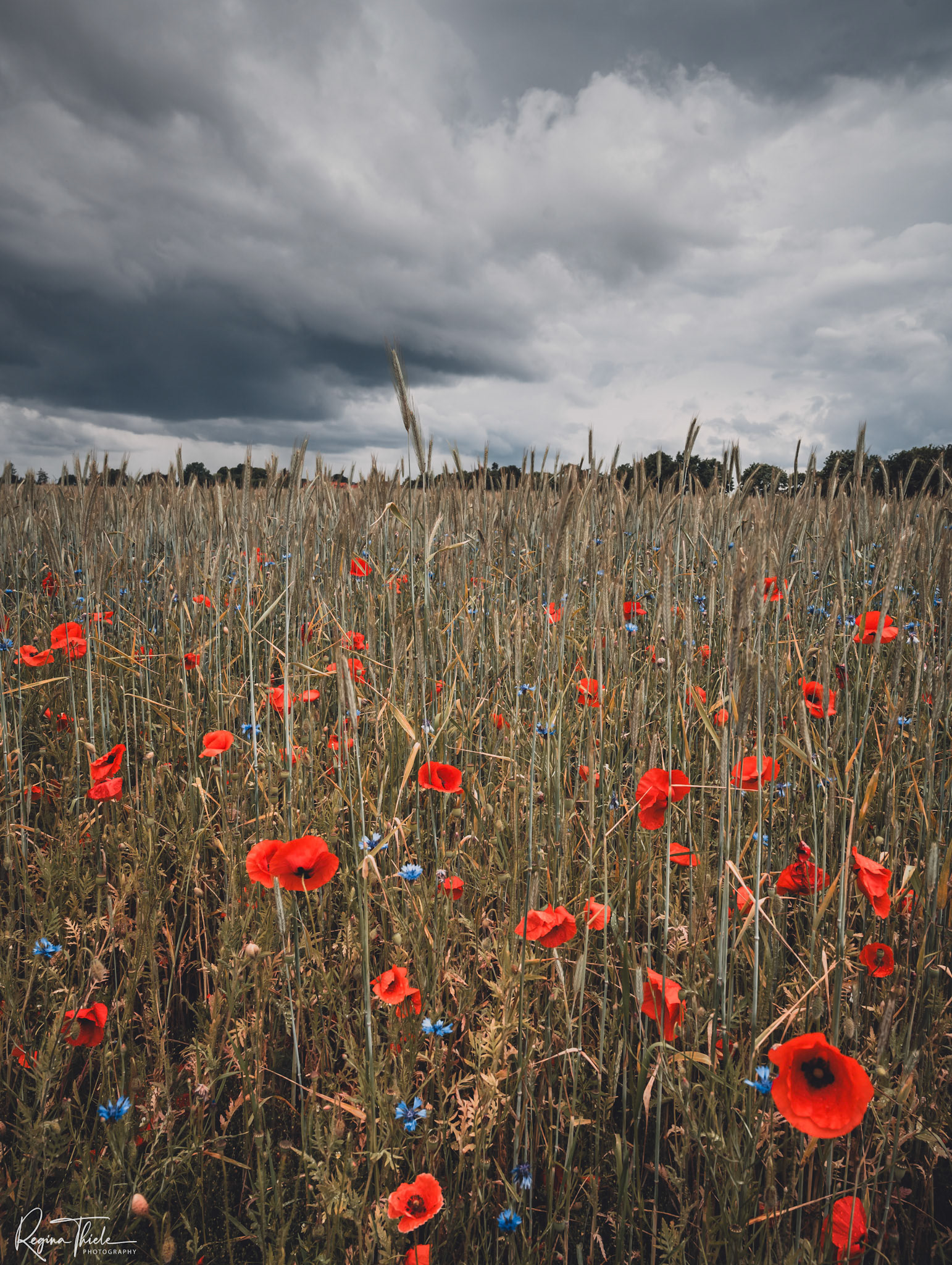 Lüneburger Heide / Deutschland