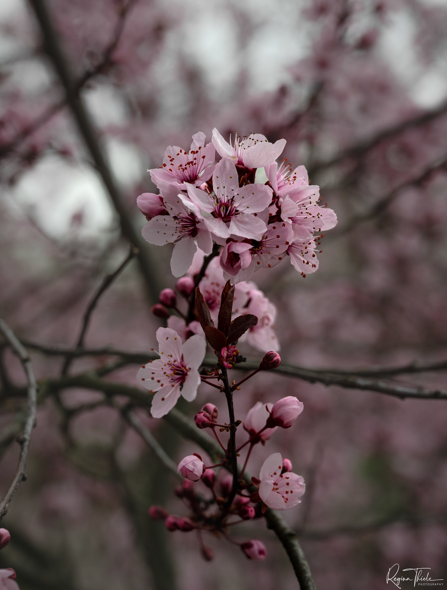 Kirschblüte Dresden / Deutschland