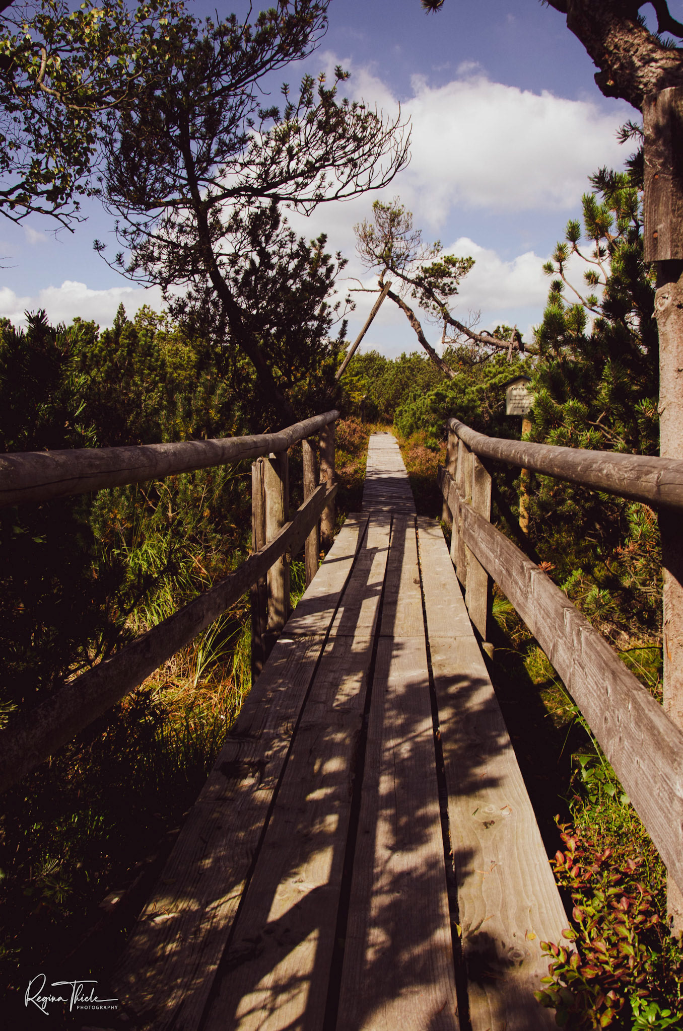 Georgenfelder Hochmoor / Sachsen, Deutschland