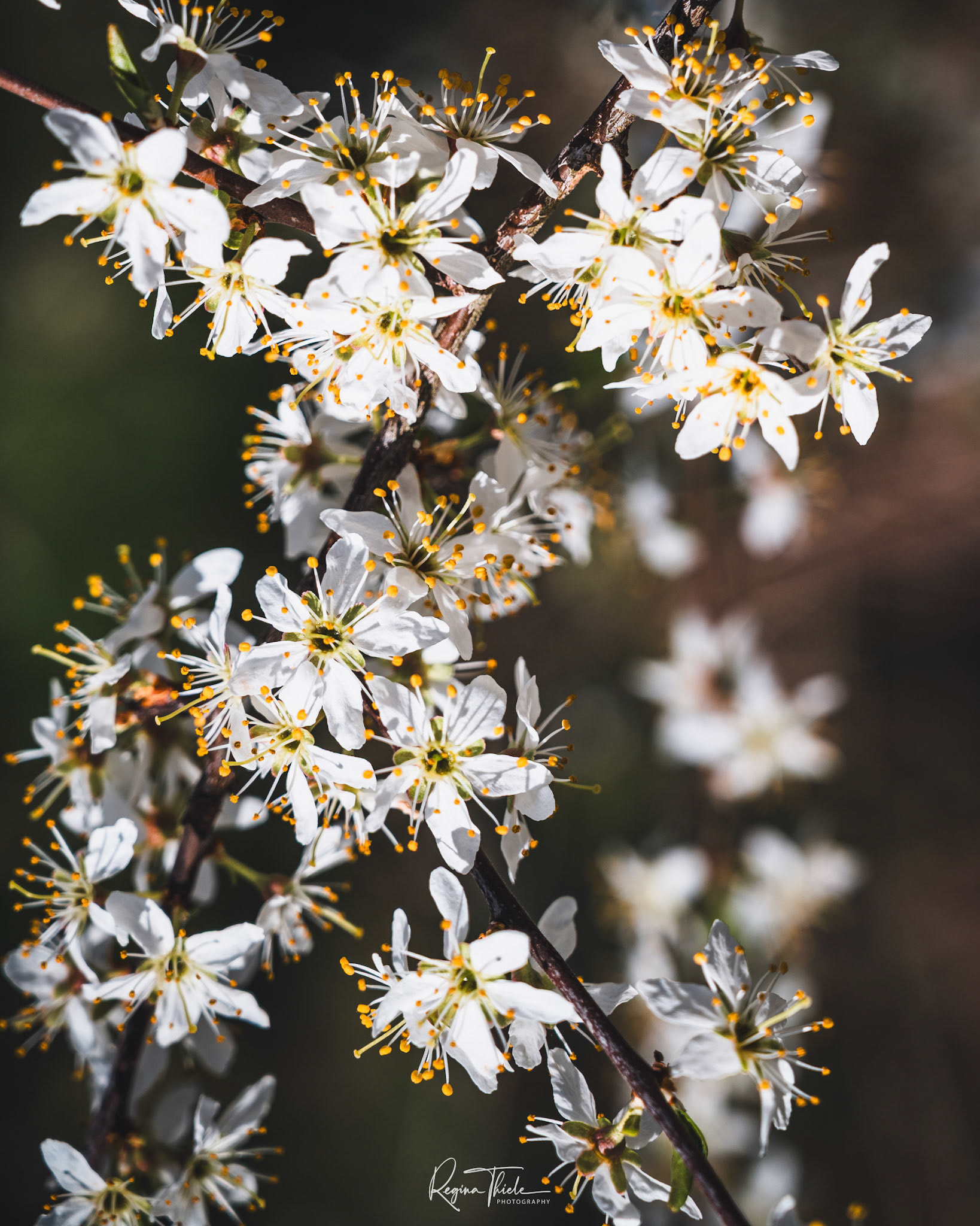 Blüte in Erfurt / Deutschland