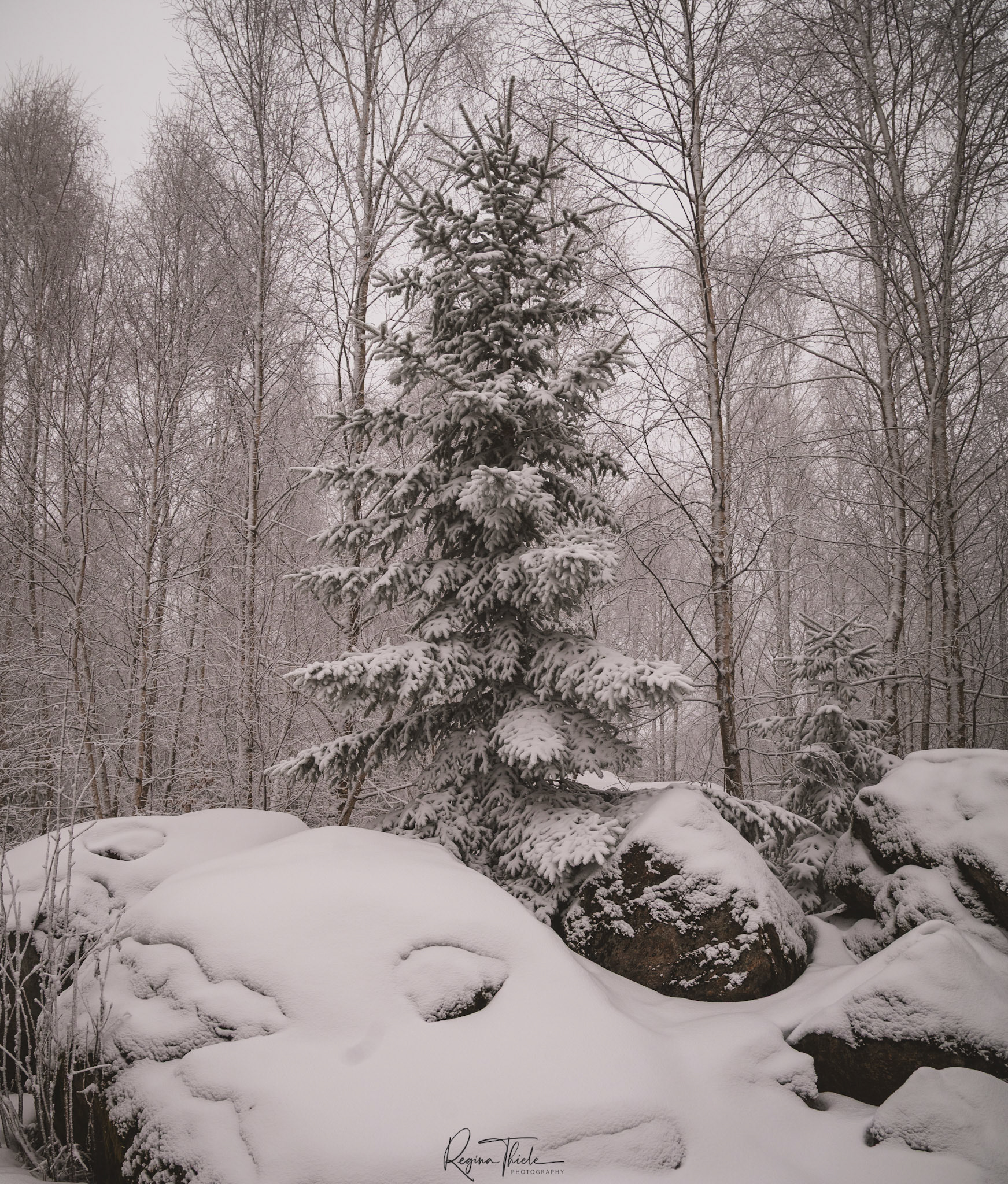 Winterwald Bodenmais 1 / Deutschland