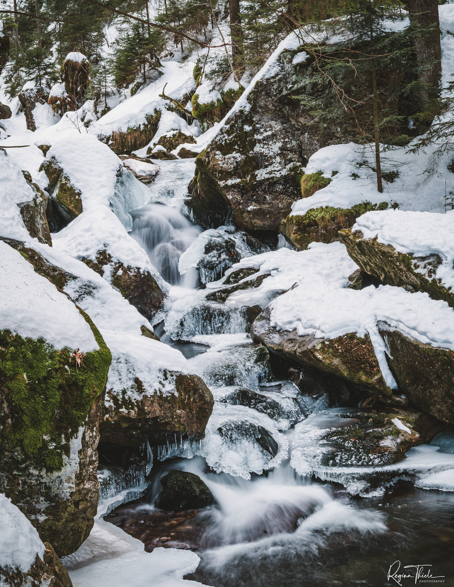 Rieslochfälle 2 / Deutschland