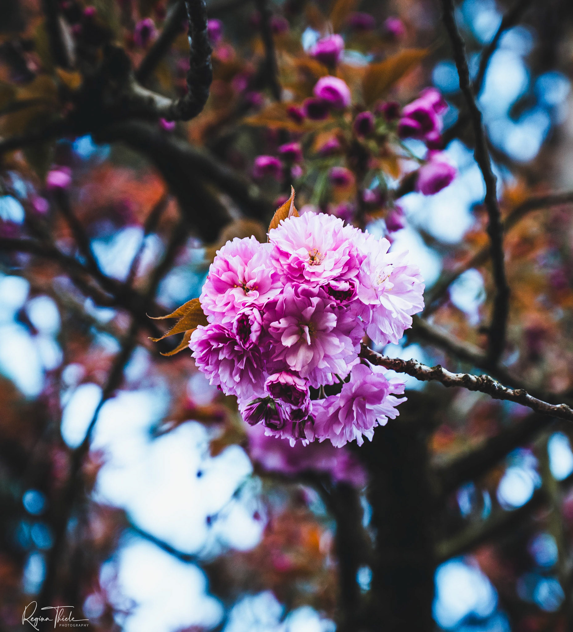 Frühling in Straßburg / Frankreich