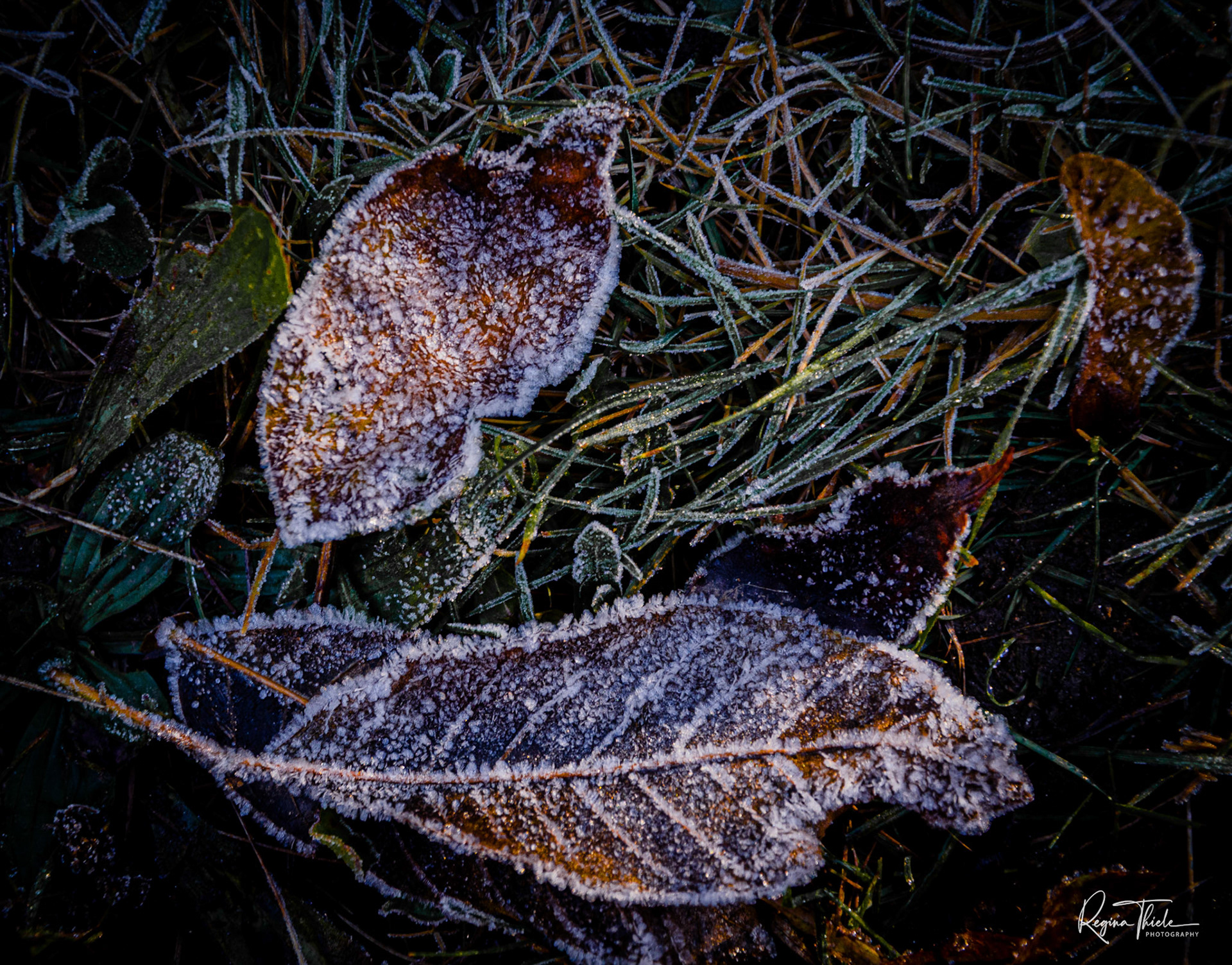 Morgenfrost / Deutschland
