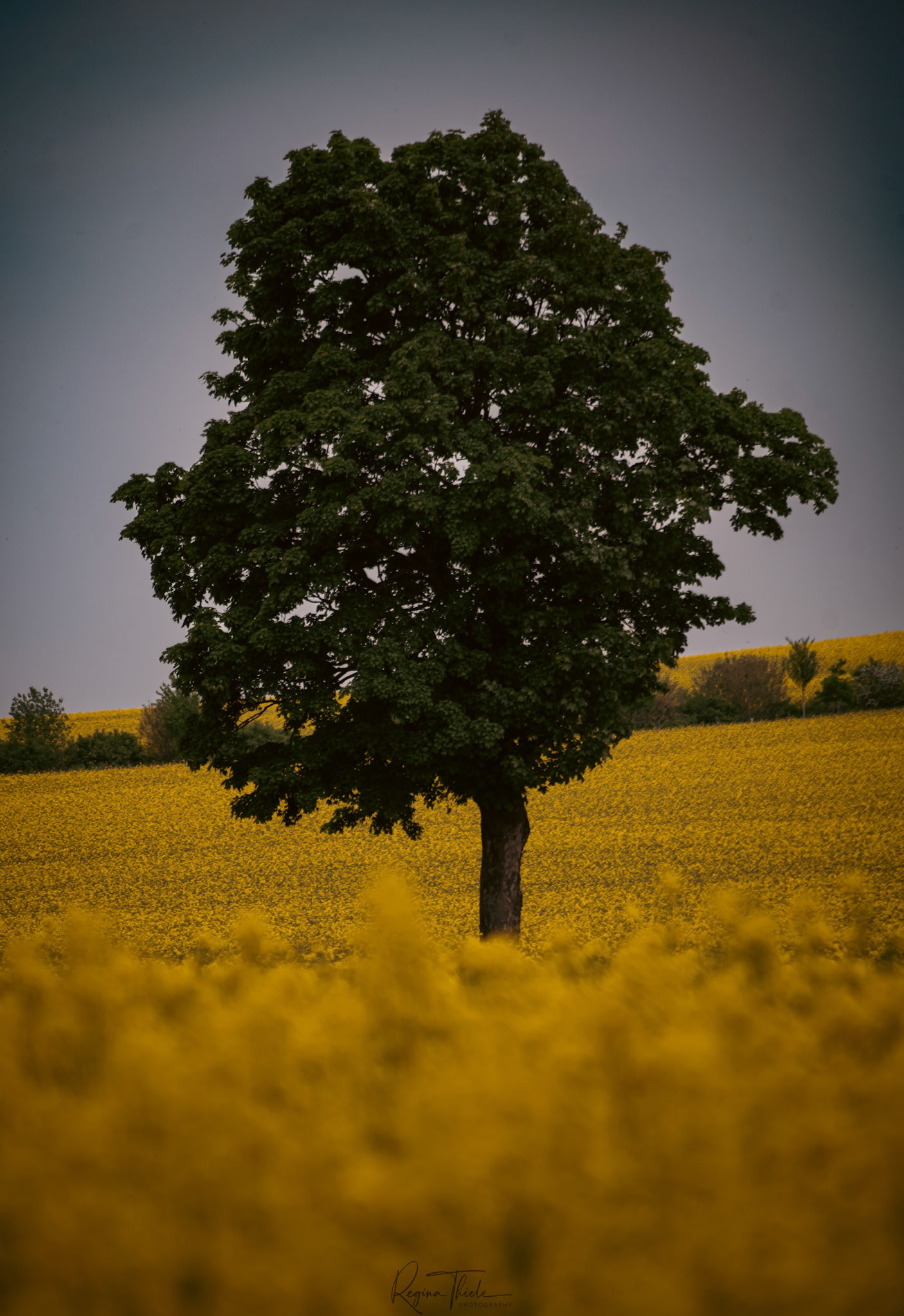 Lilienstein Elbsandstein / Deutschland