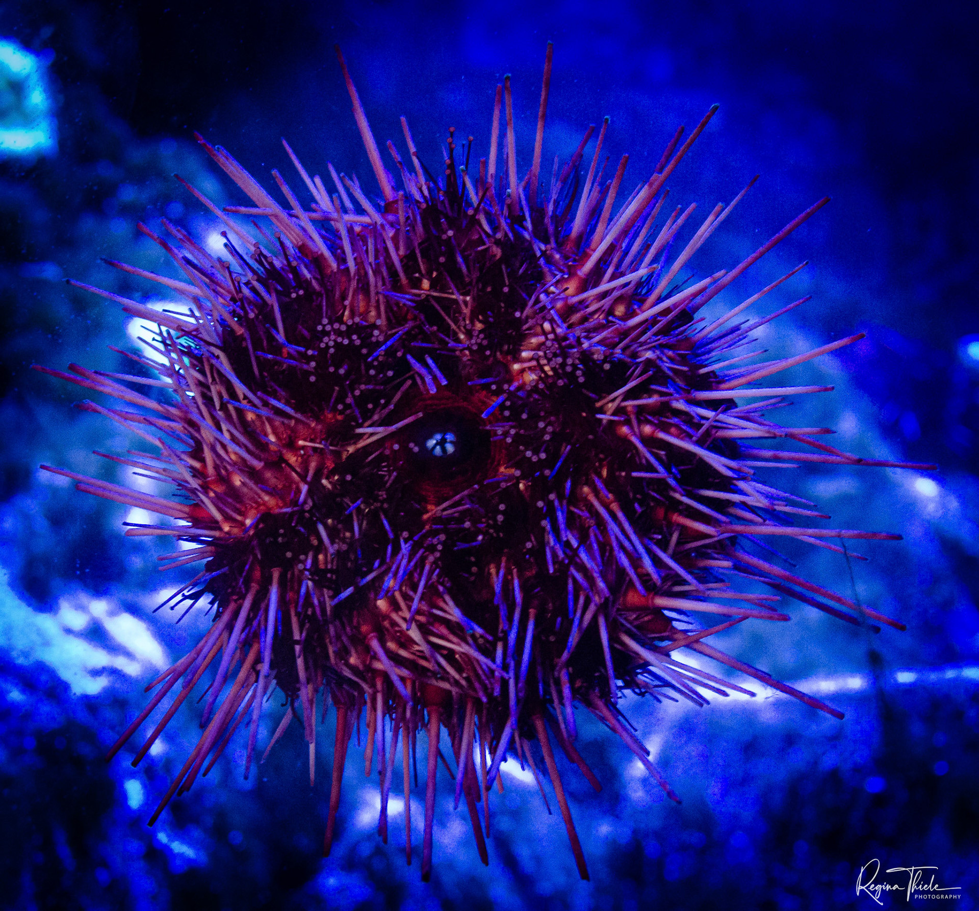 Aquarium Kopenhagen / Dänemark
