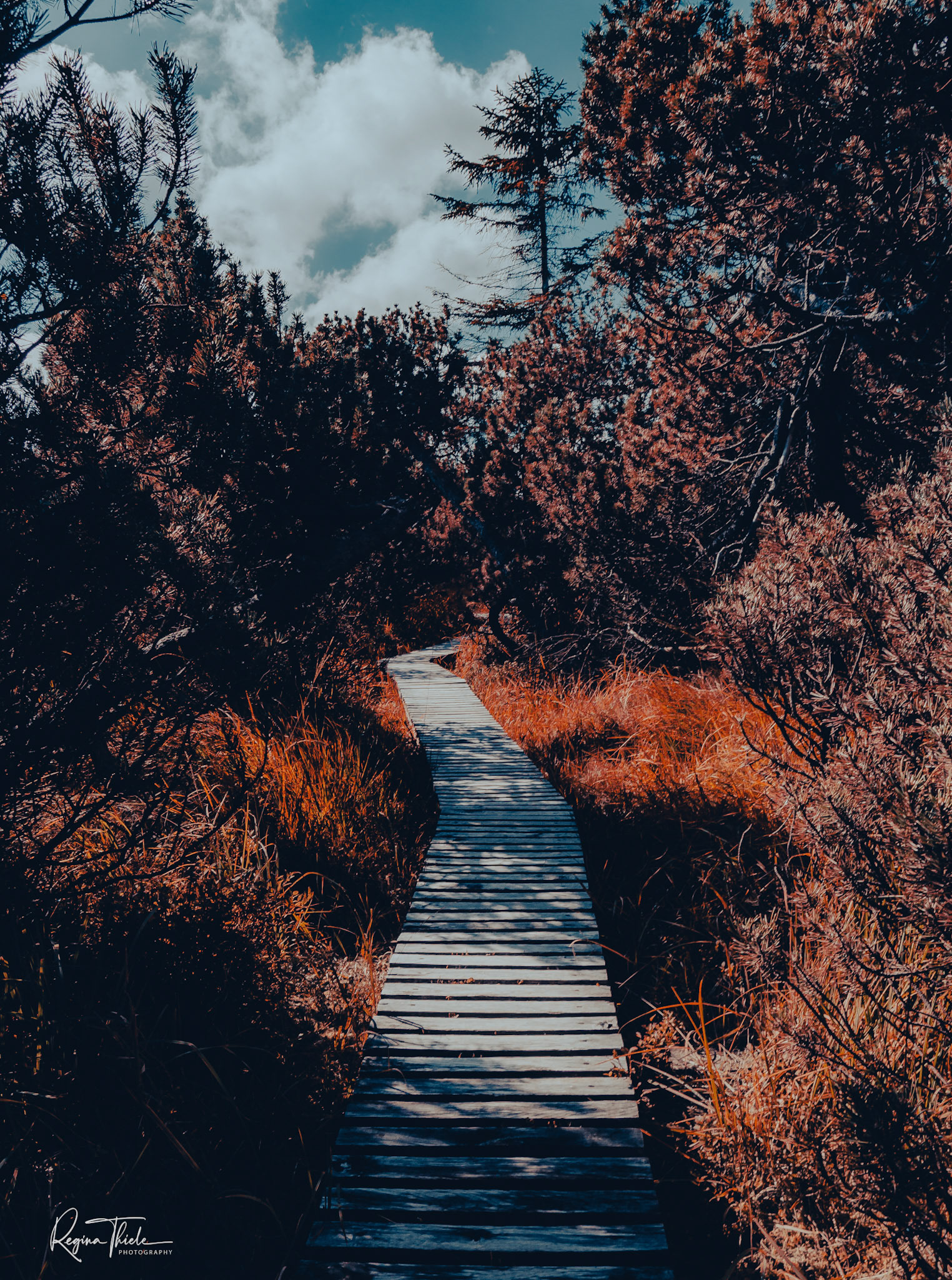 Georgenfelder Hochmoor / Sachsen, Deutschland