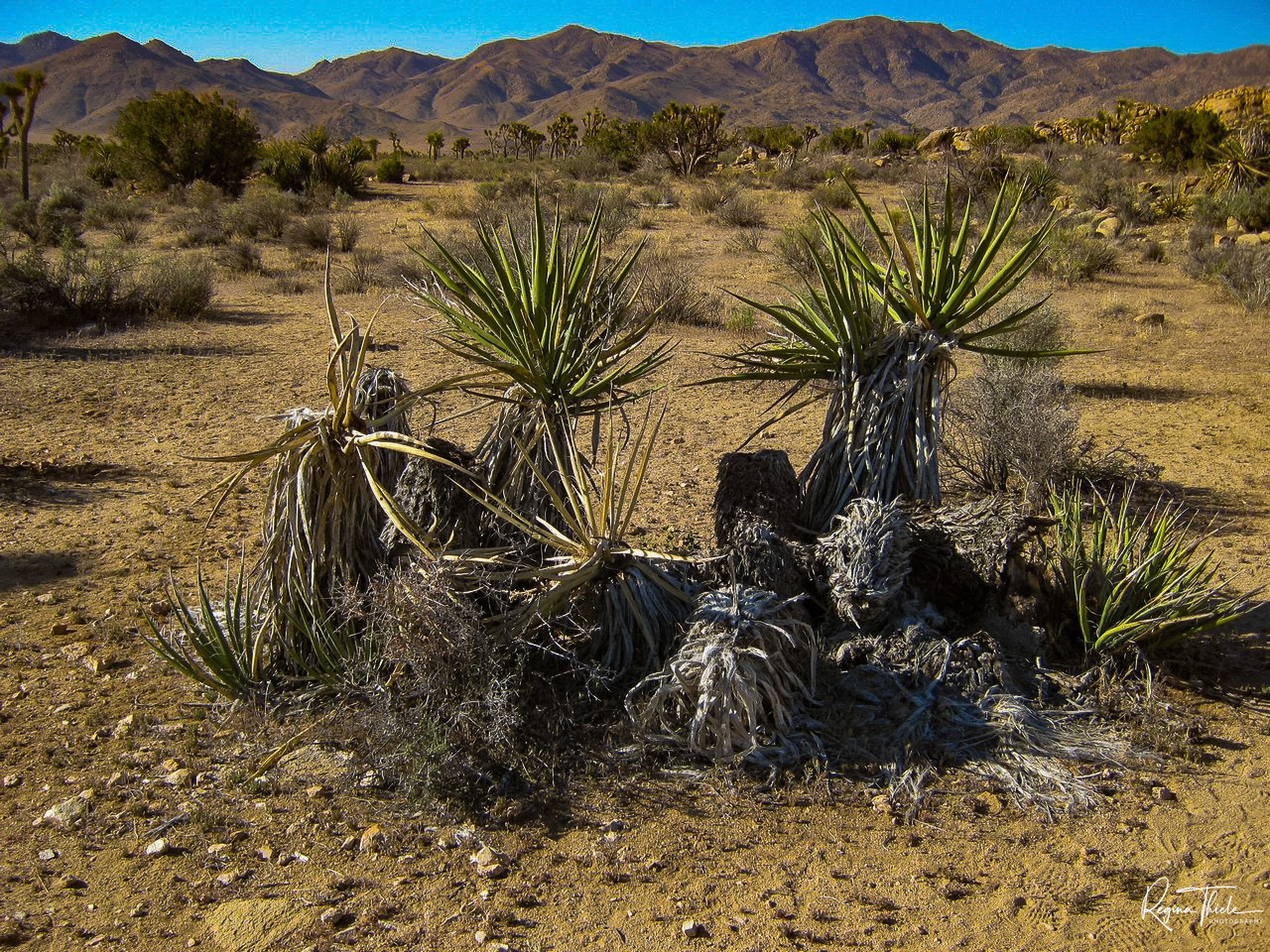 Joshua Tree National Park / Kalifornien, USA