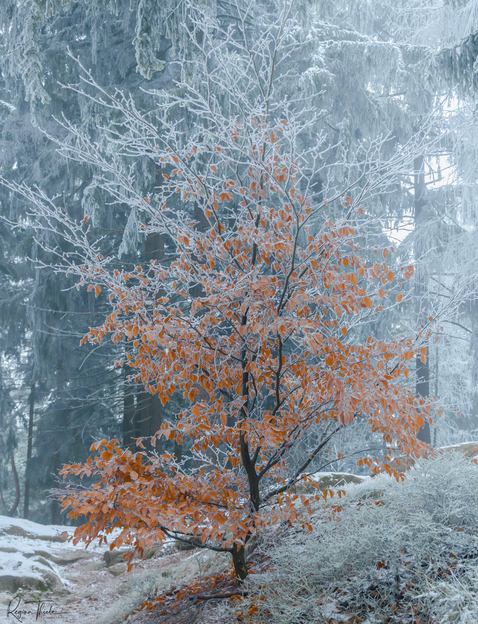 Zittauer Gebirge / Deutschland