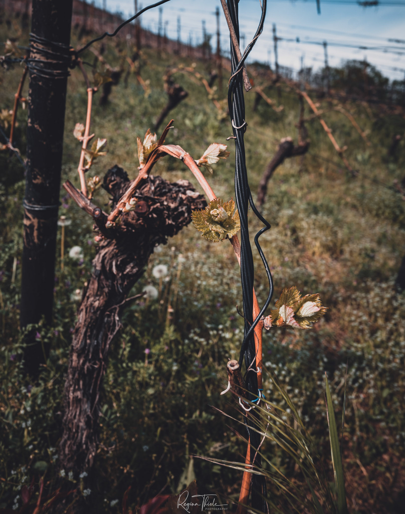 Radebeuler Weinberge / Deutschland