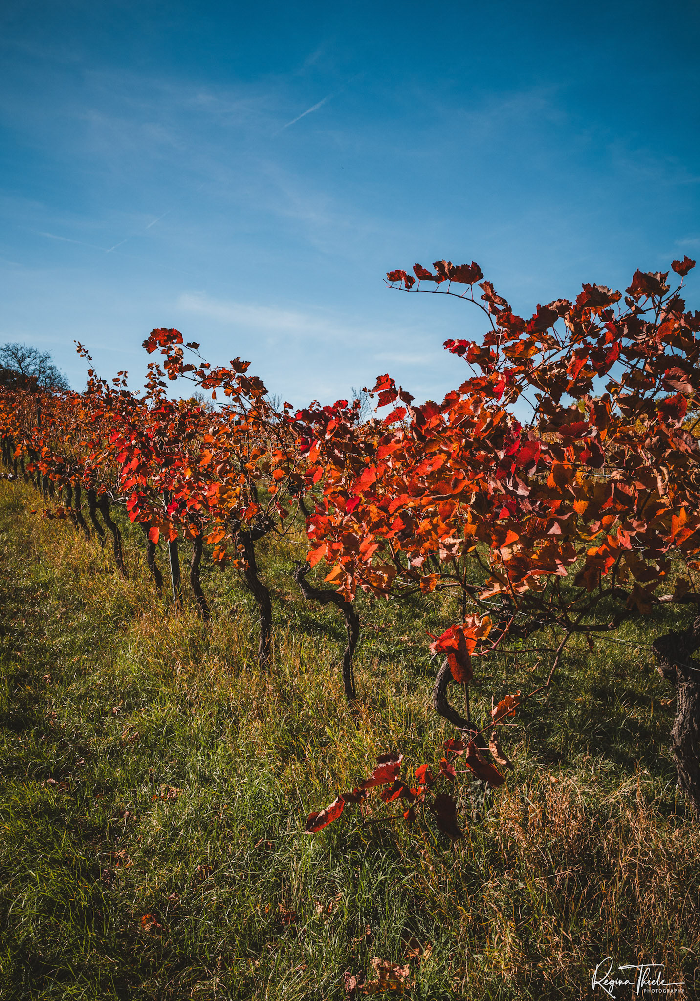 Nußdorfer Weinberge / Österreich