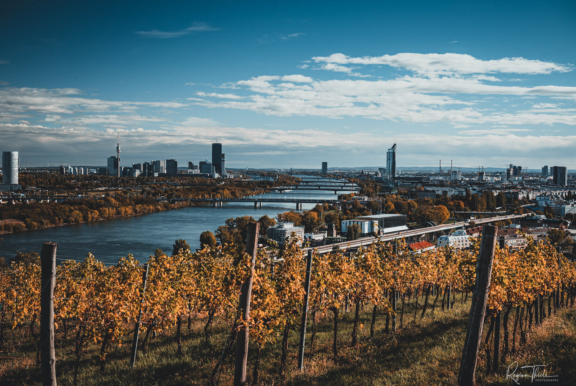 Weinberge Wien / Österreich
