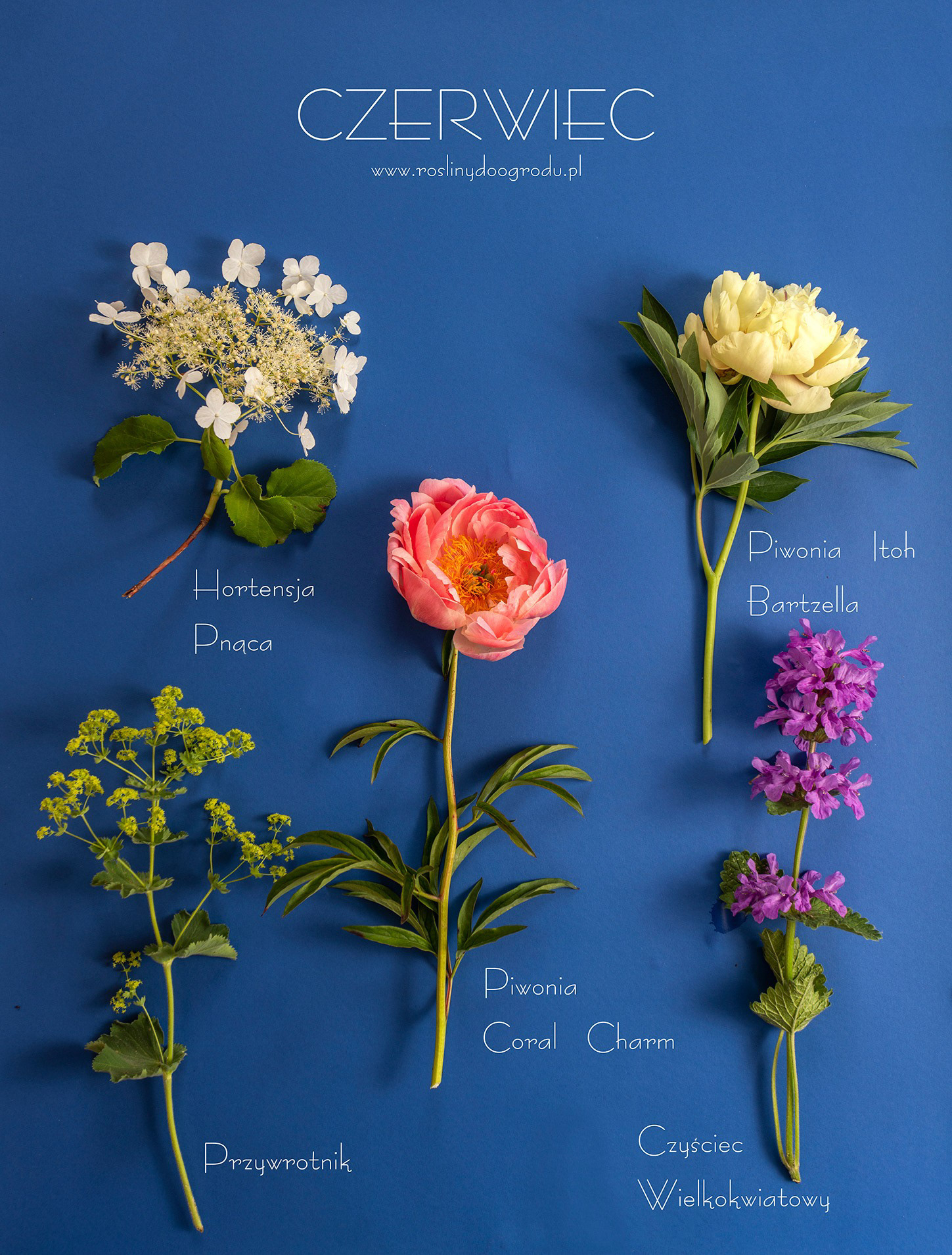 www.roslinydoogrodu.pl