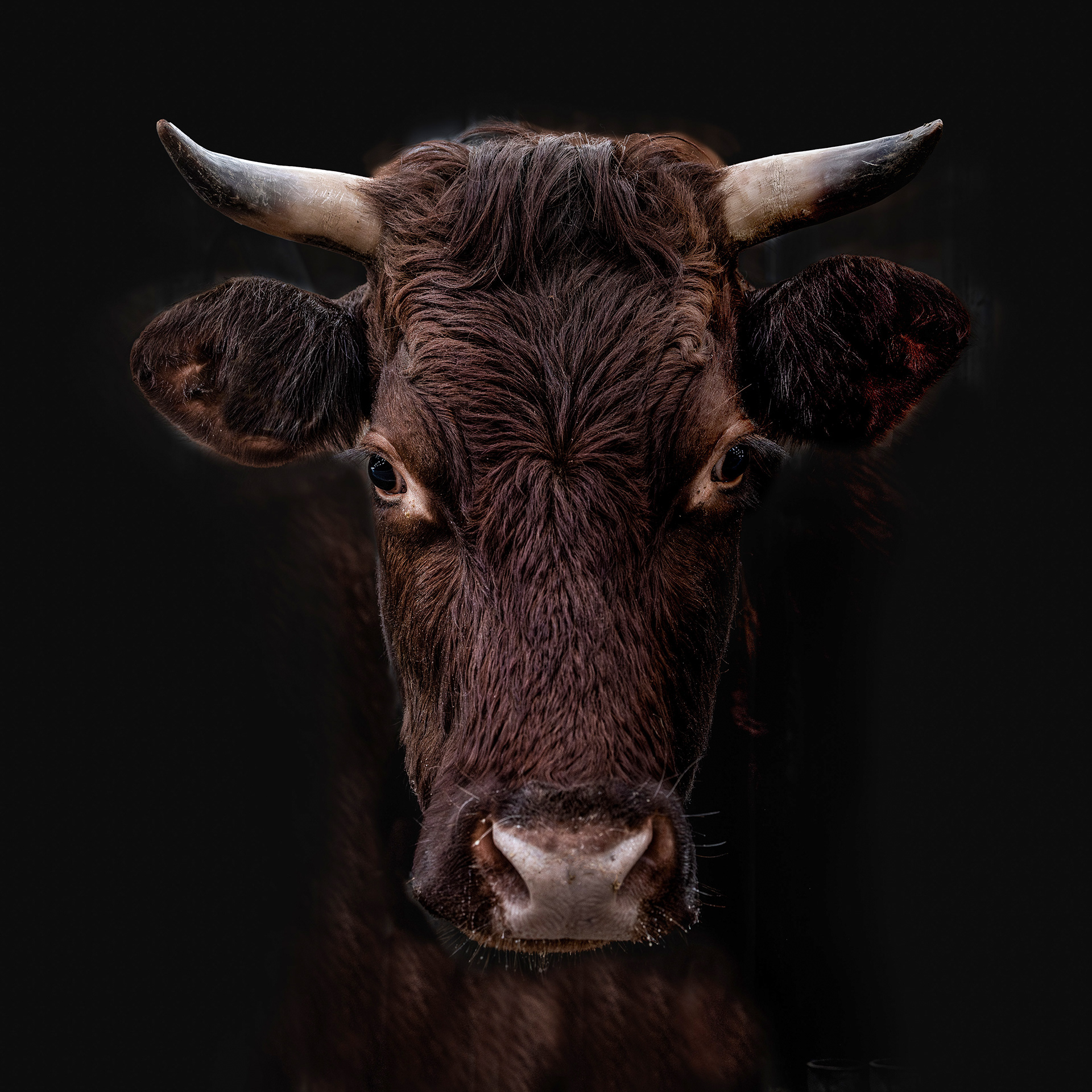 Rotes Harzer Höhenvieh I