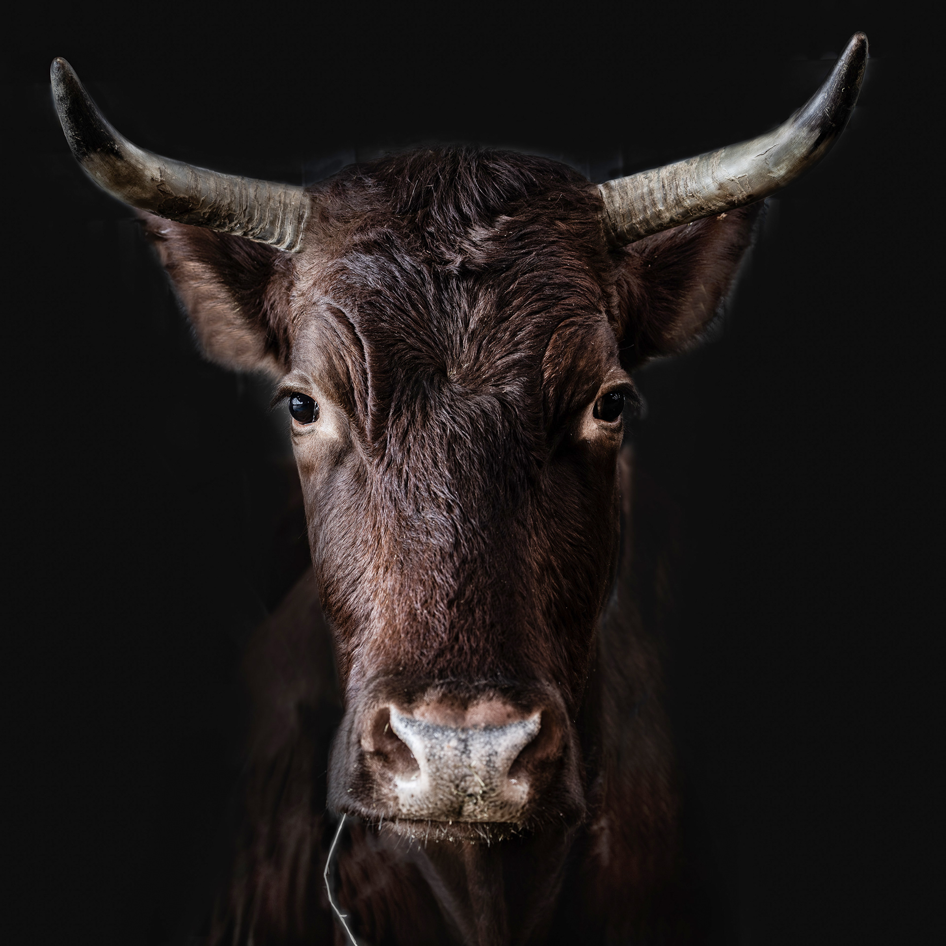 Rotes Harzer Höhenvieh III