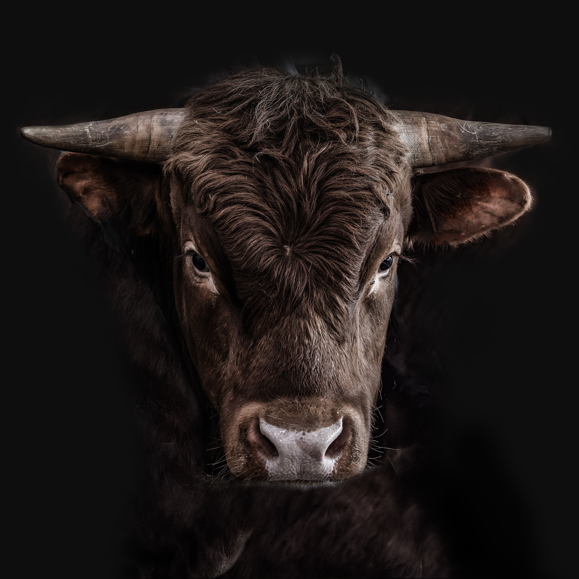 Rotes Harzer Höhenvieh II