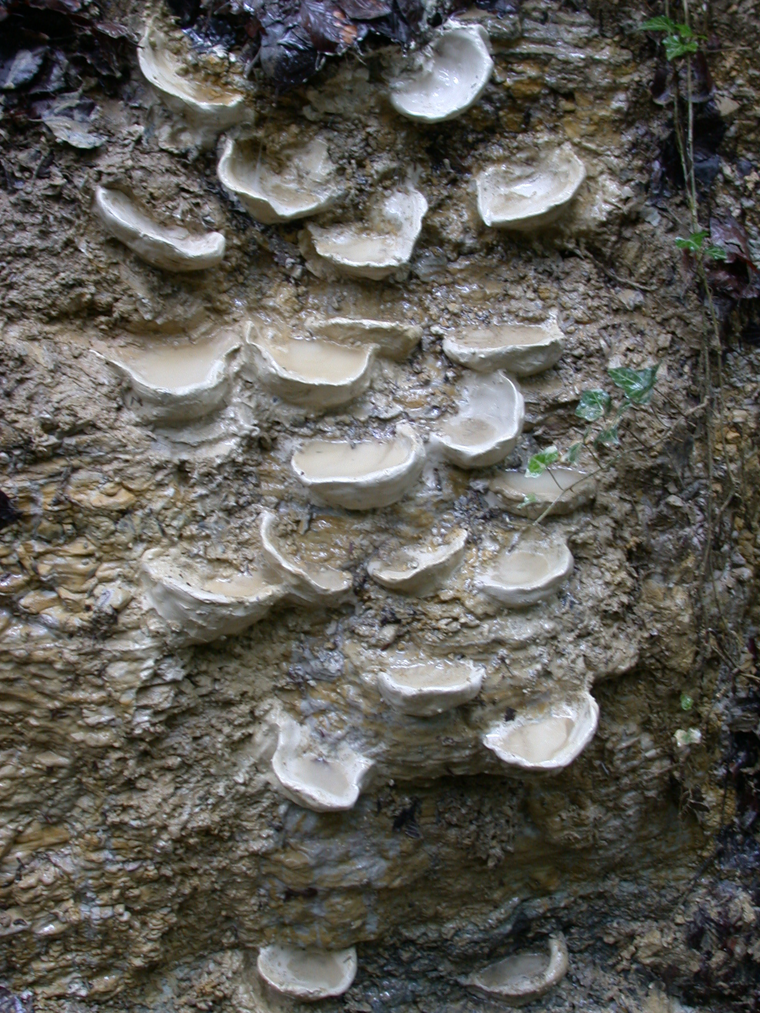 Lehmohren, 2014, temporäre Installation mit Ton, ca. 100 x 40 cm