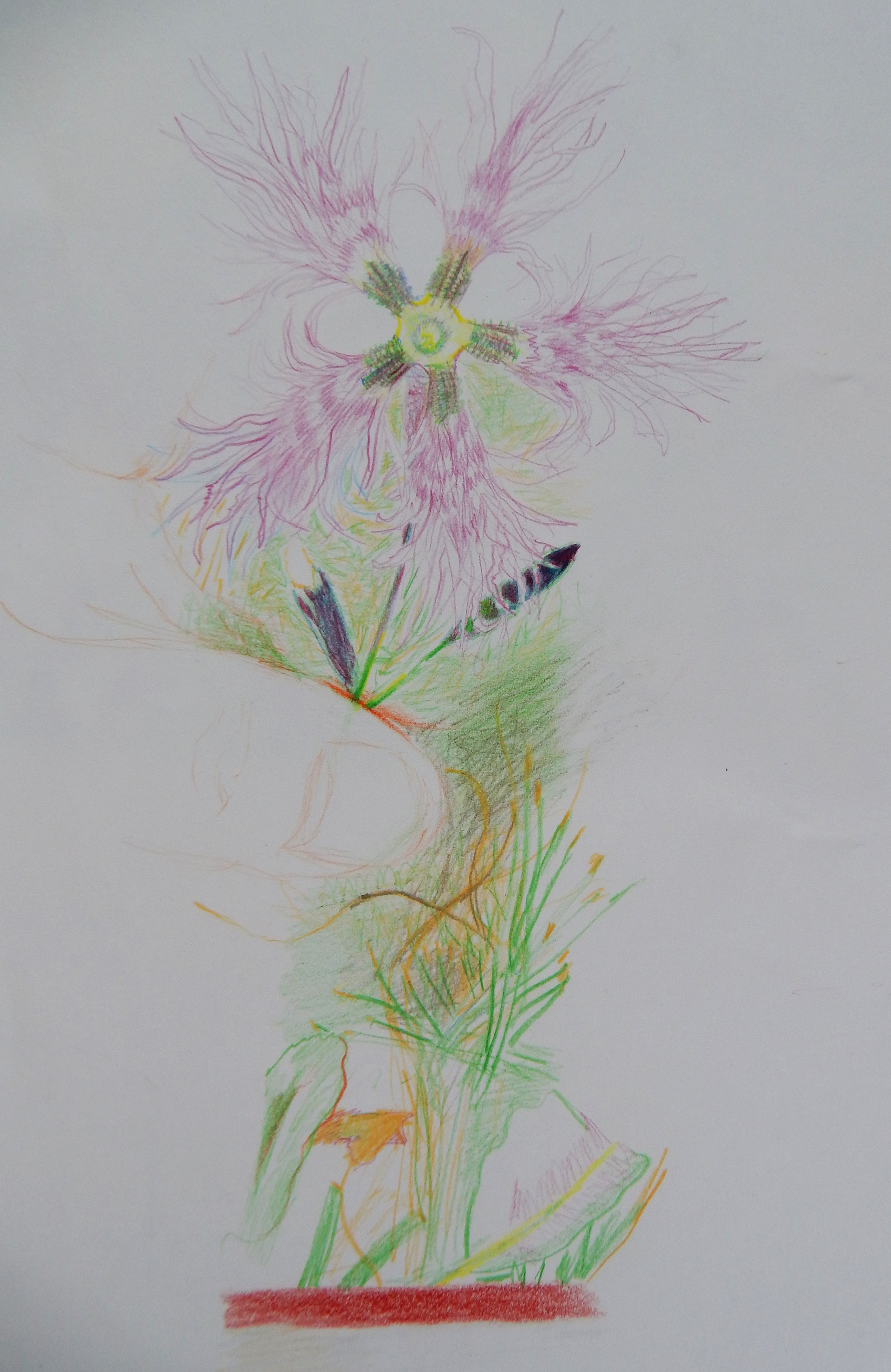 Bündner Nägeli, 2006, Farbstift auf Papier, 29,7 x 21 cm