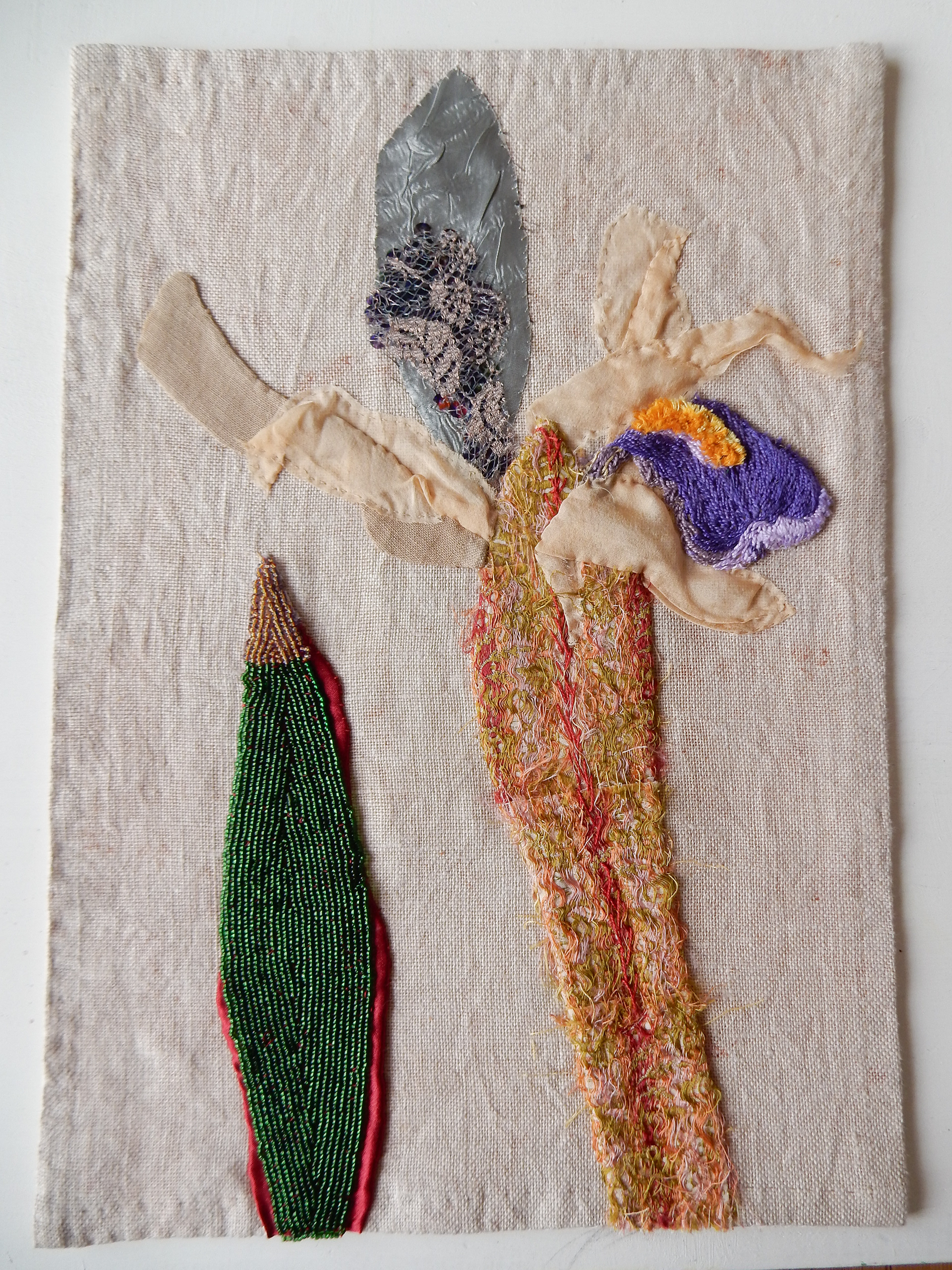 Schwertlilie, Iris barbata, 2024