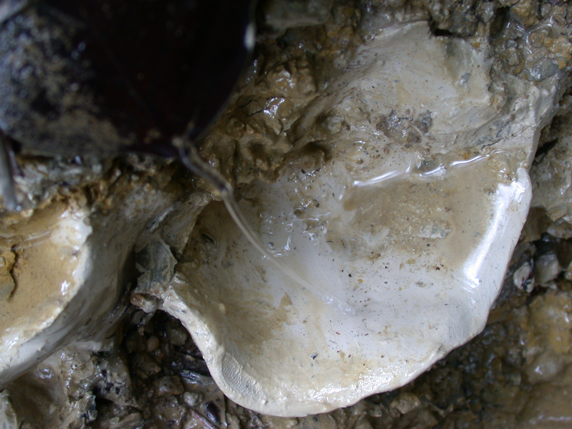 Lehmohr, 2014, ca. 12 x 8 cm