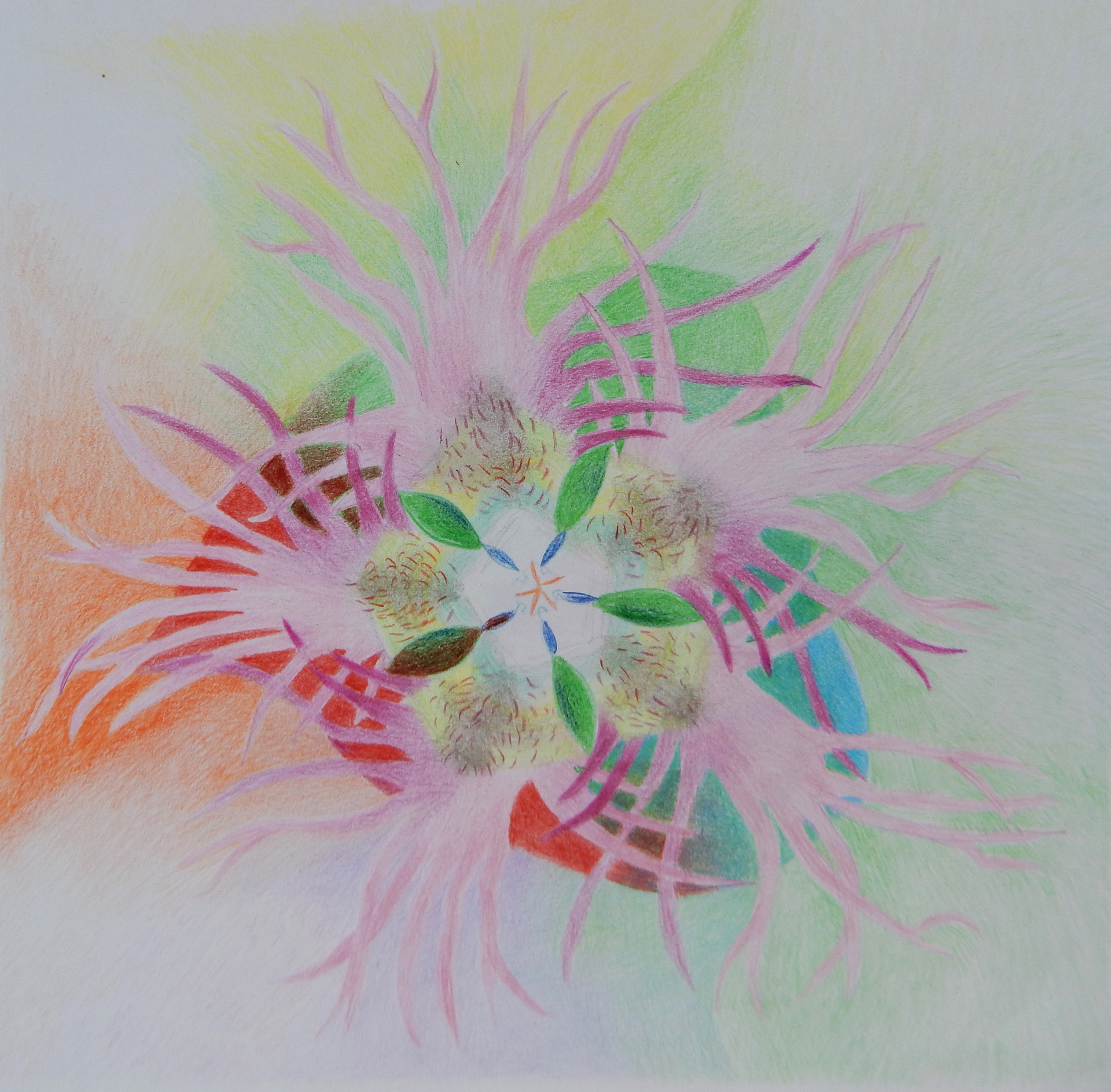 Bündner Nägeli, verflochten, 2006, Farbstift auf Papier, 29,7 x 21 cm