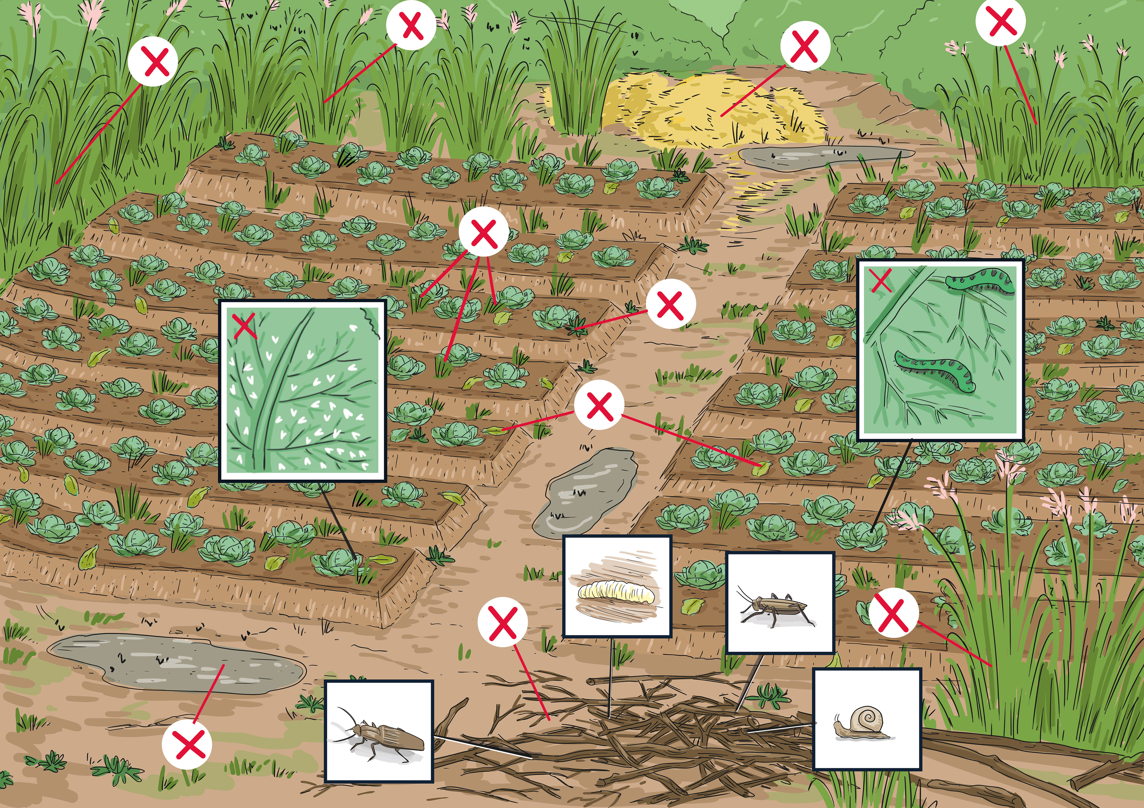 illustration de parcelles de cultures mal entretenues