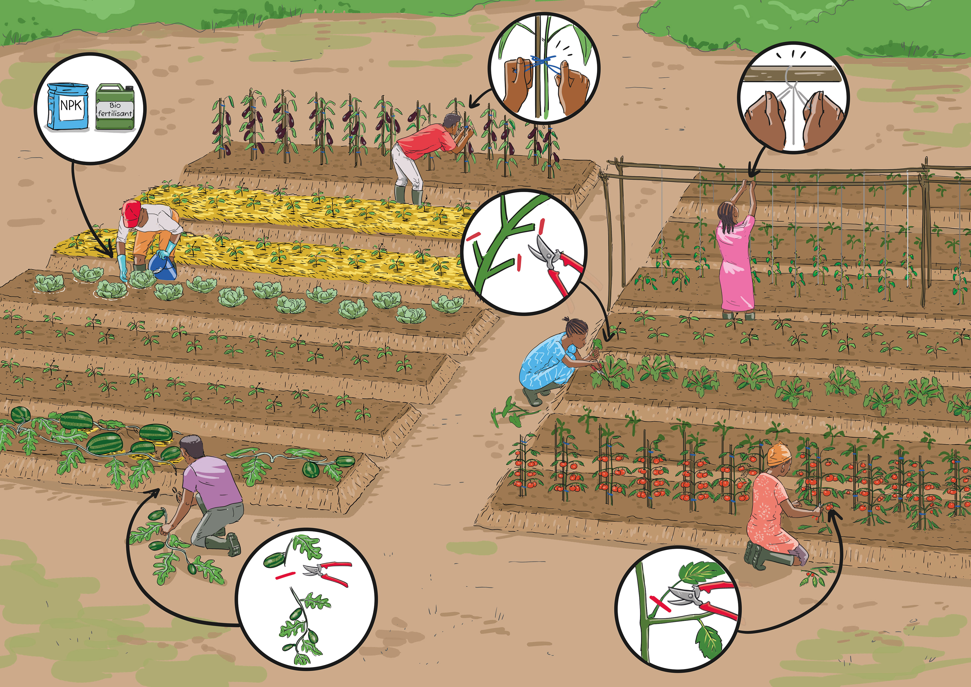illustration de parcelles de cultures avec des producteurs