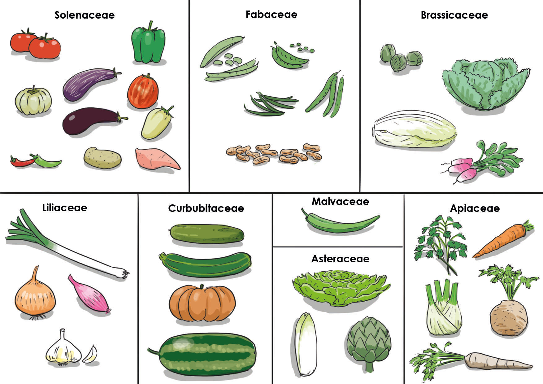 illustration familles botaniques des légumes
