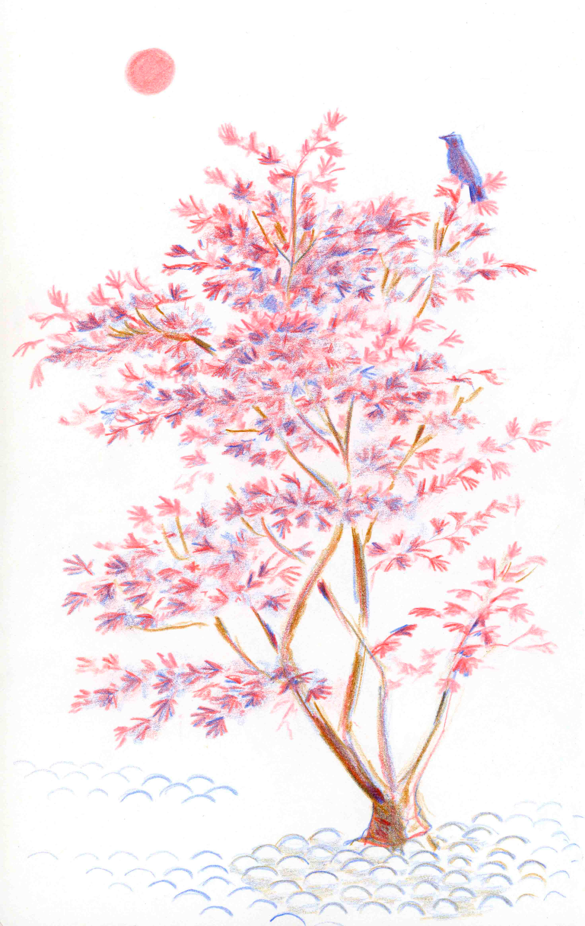 Mapple tree / érable