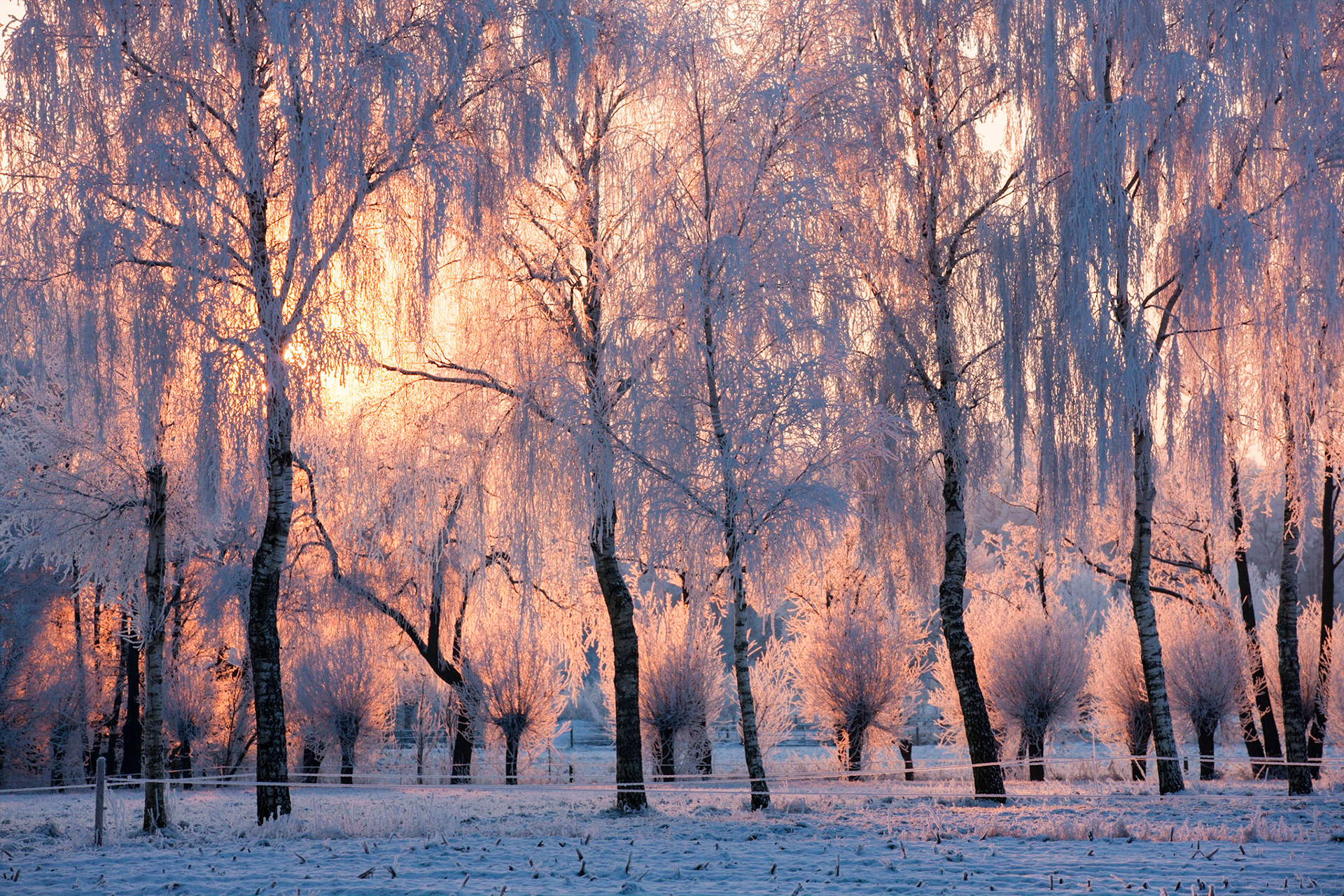Berijpte bomen in het ochtendlicht; Hoar frosted trees in winter, dawn