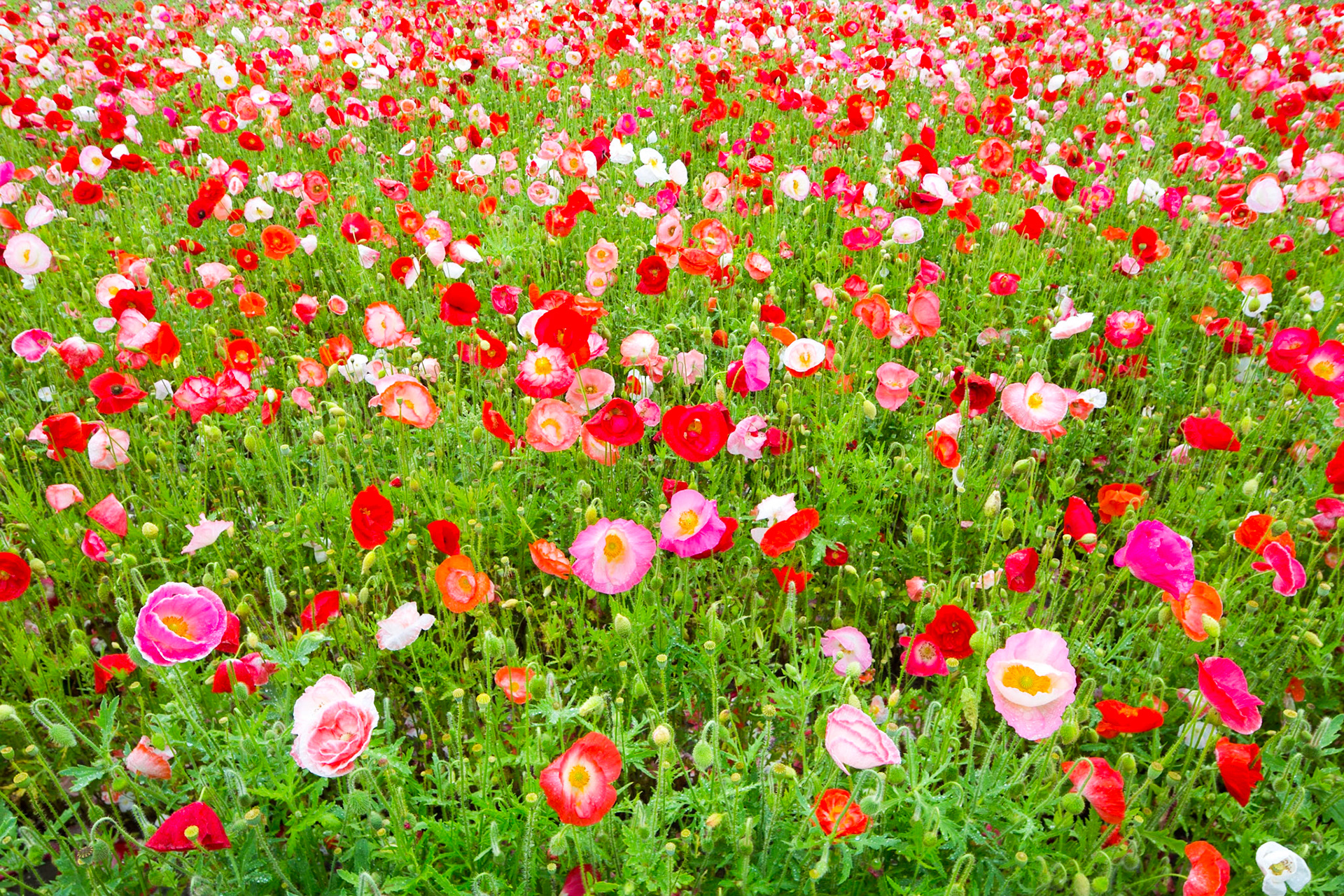 Veld met rode en roze eenjarige klaprozen; Field of red and pink annual poppies