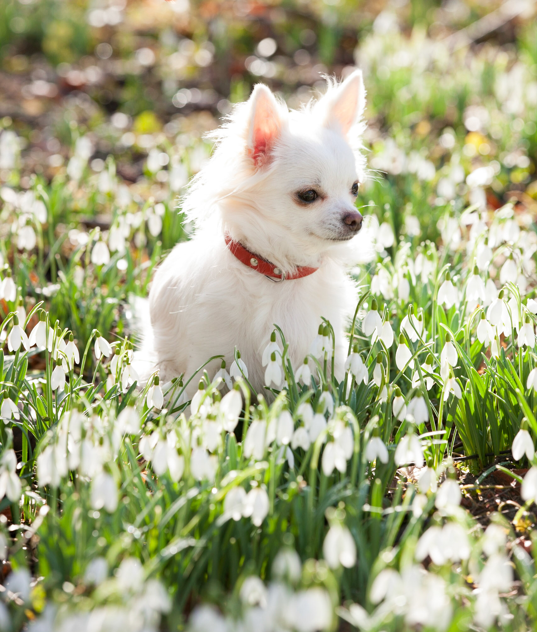 Hond, witte Chihuahua, zit tussen sneeuwklokjes; Dog, white Chihuahua sitting in field of snowdrops