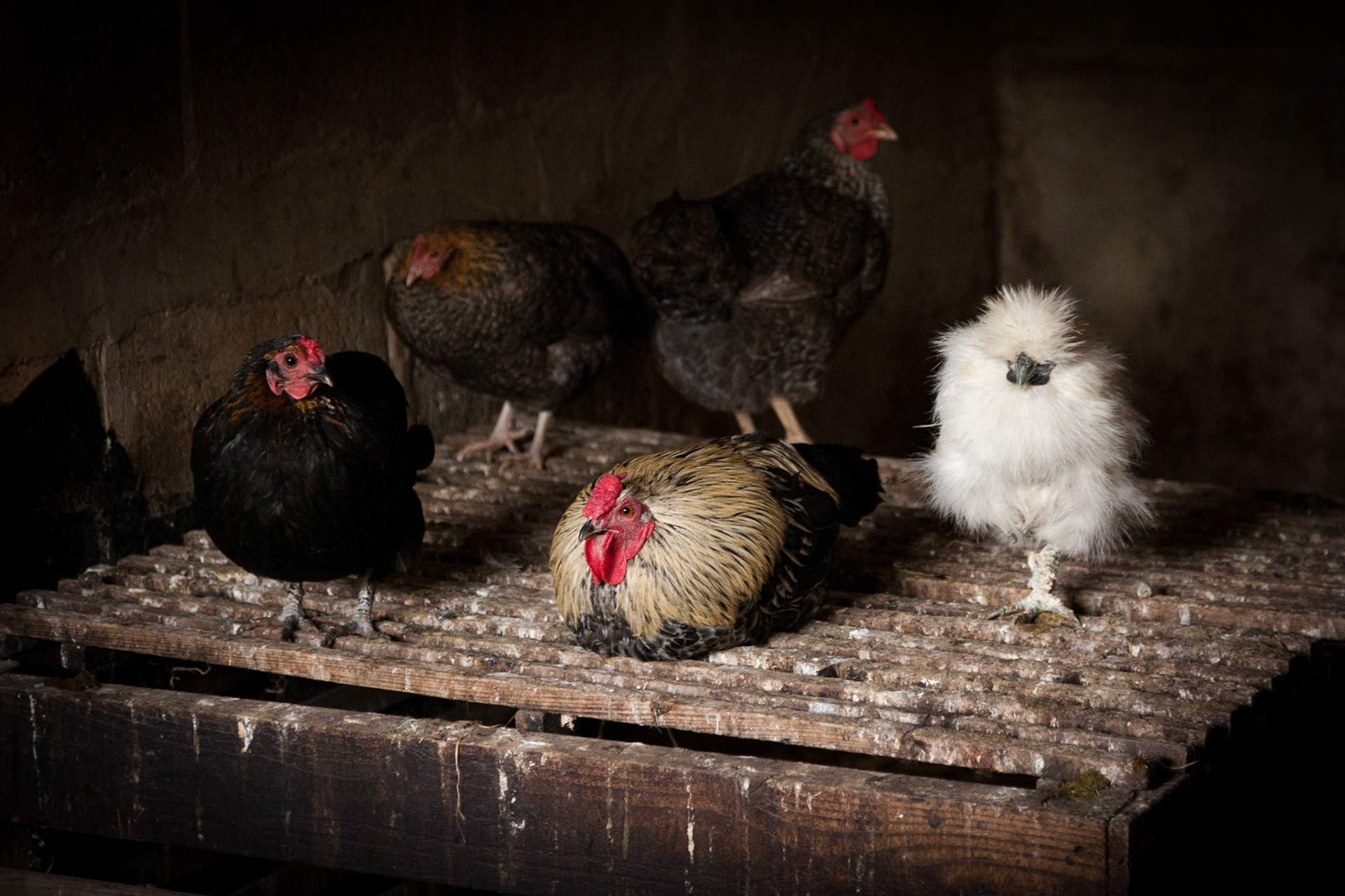 Kippen in kippenhok; Hens in hen house