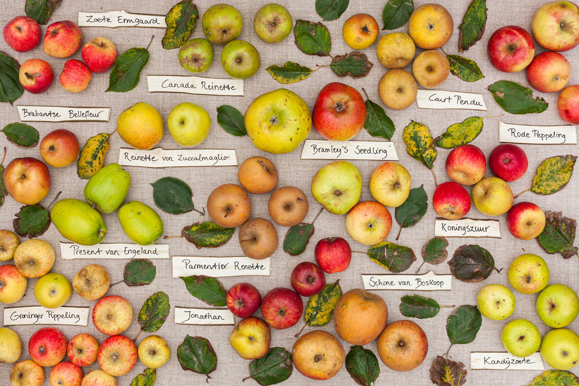 Spread met diverse historische Nederlandse appelrassen, gearrangeerd met houten naambordjes; Arrangement of different historical Dutch applebreeds with wooden nametags