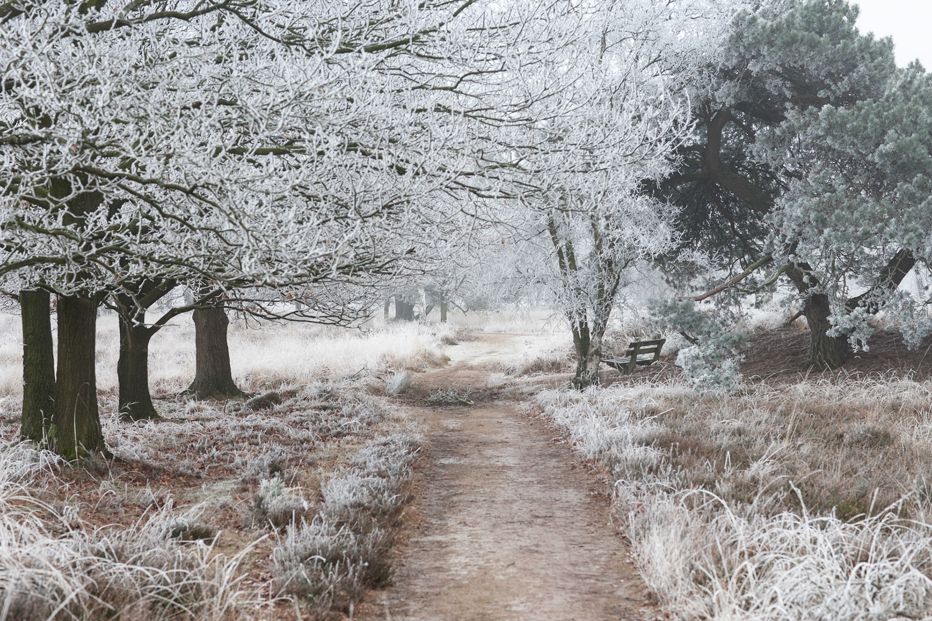 Landschap op het Leersumse Veld in de winter met bomen, gras en heide bedekt met rijp. Landscape in winter with trees, grass and heath covered with ripe.