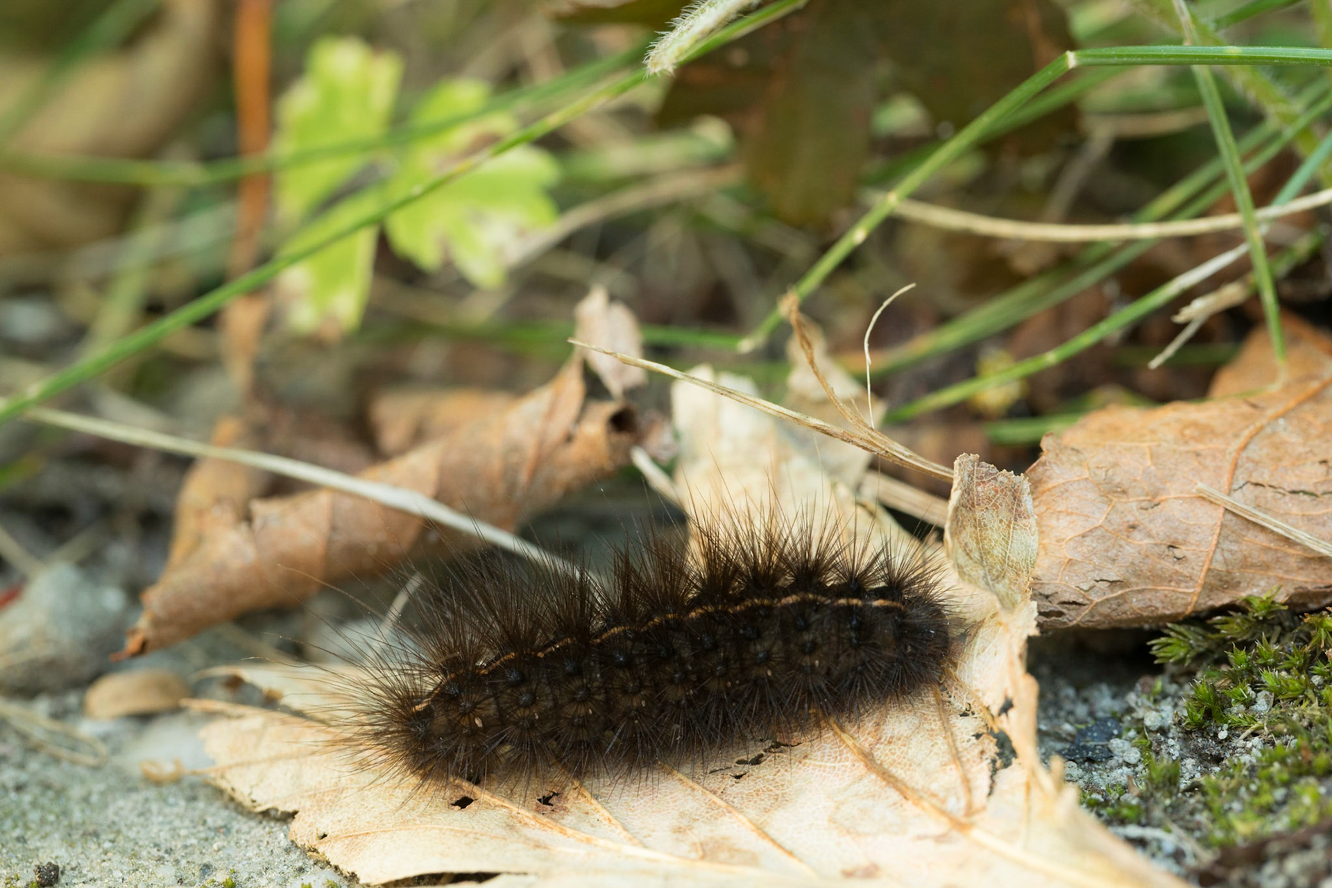 Rups van de Witte tijger - Spilosoma lubricipeda. Nachtvlinder