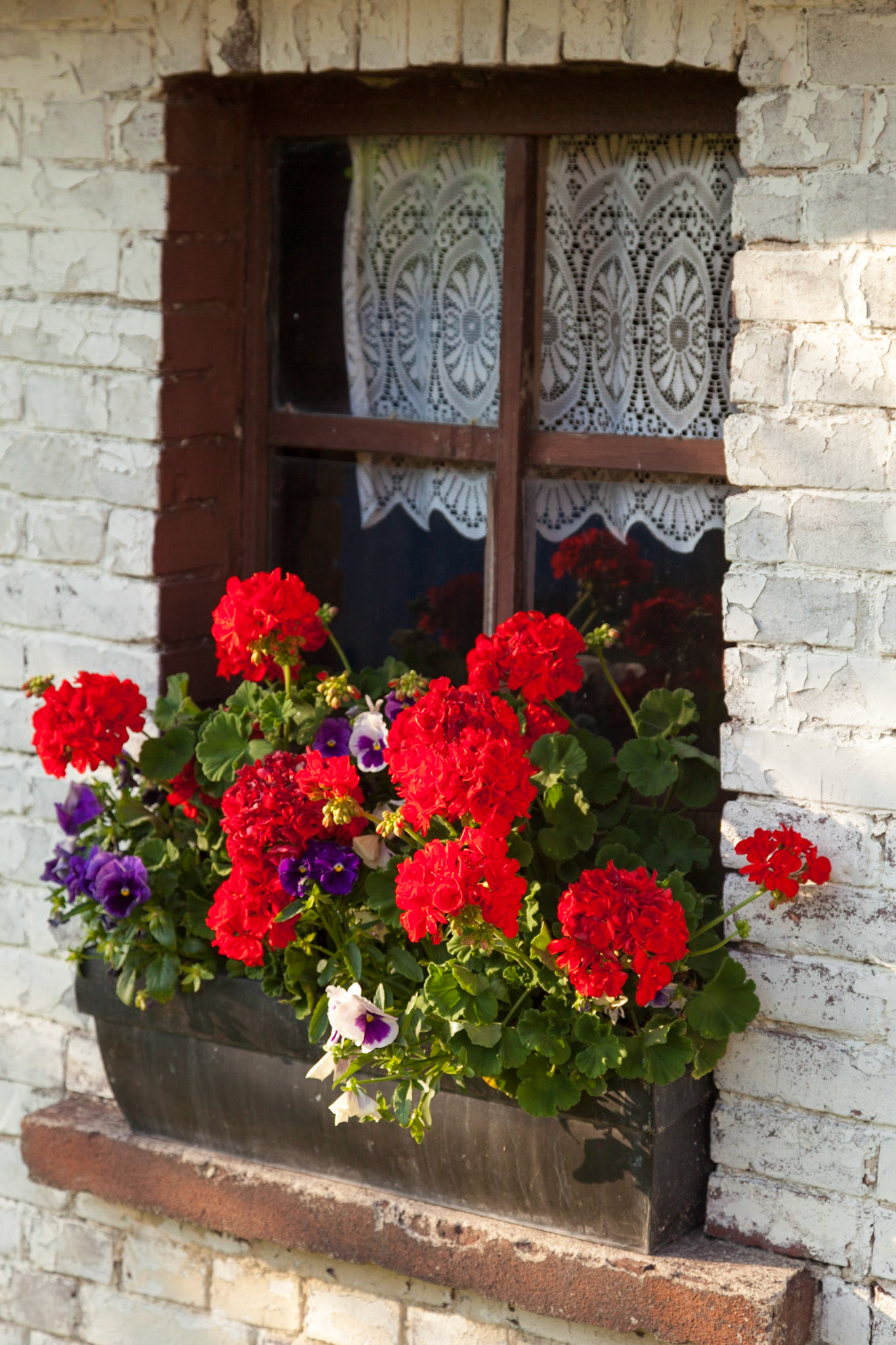 Raam met bloembak met bloeiende bloemen; Window with blooming plants