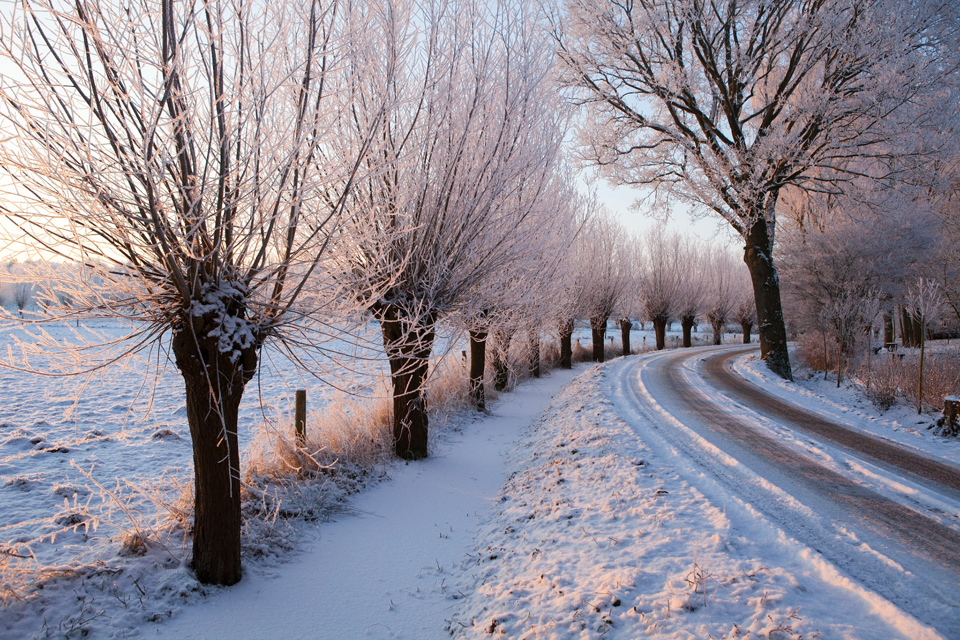 Berijpte bomen in het ochtendlicht langs landweg in de winter; Country road with riped trees in morning light in winter