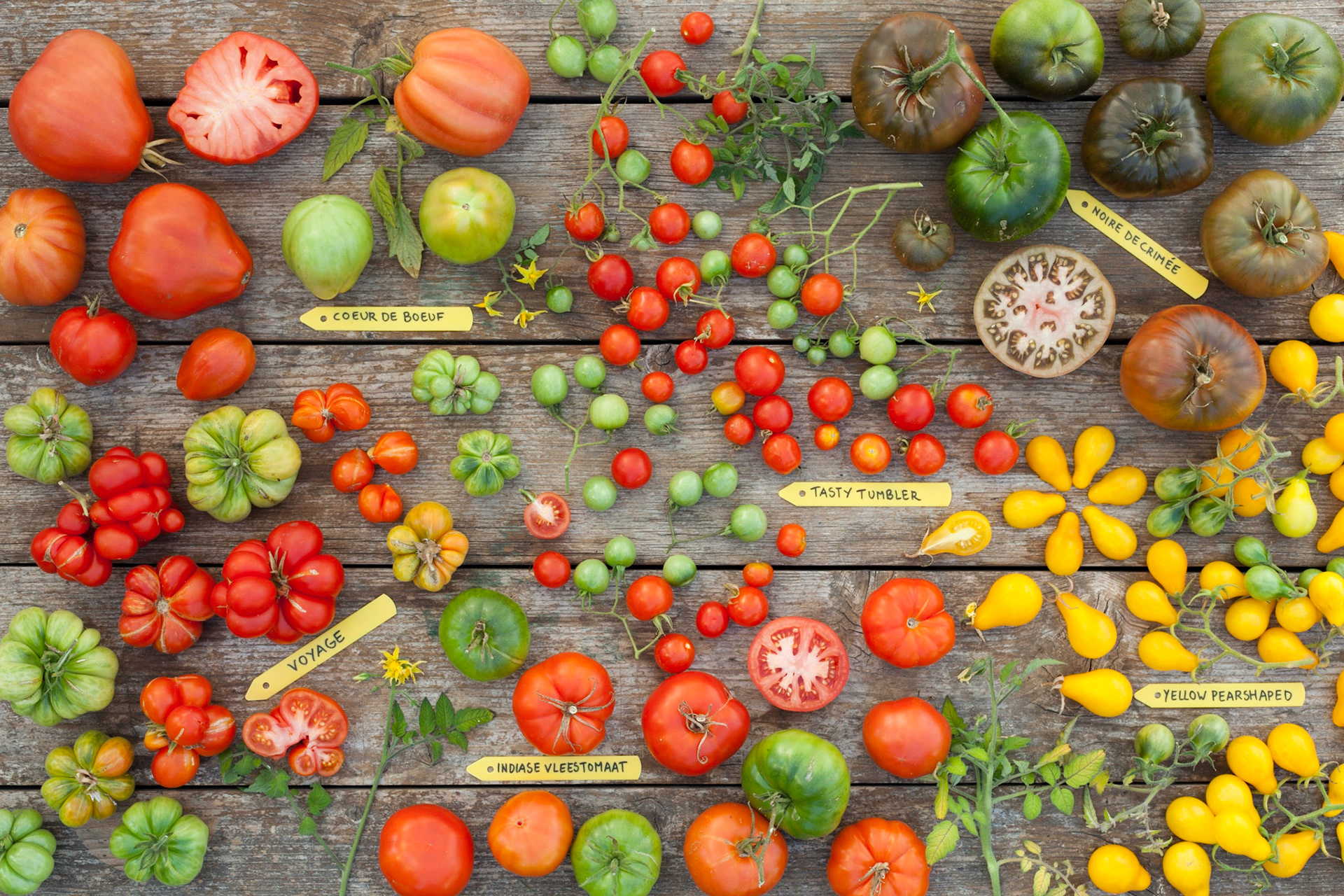 Spread met diverse tomatenrassen, gearrangeerd met plastic naambordjes; Arrangement of different tomatobreeds with plastic nametags