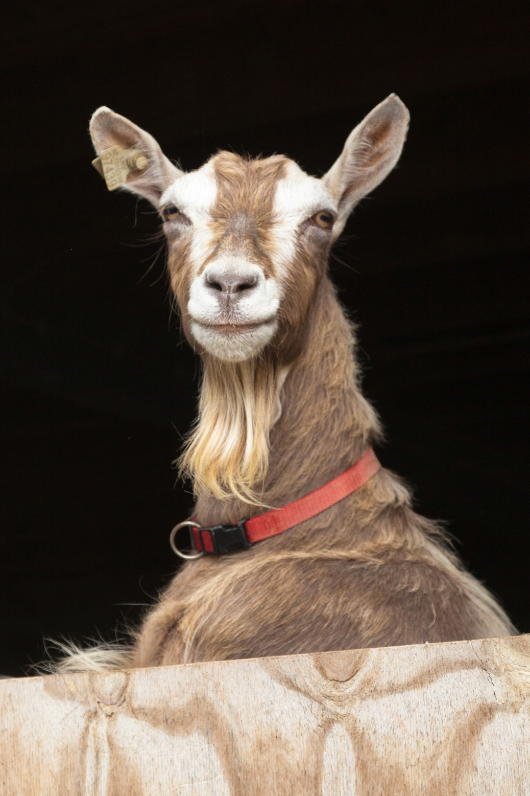 Toggenburger geit met rode halsband; Goat with red collar