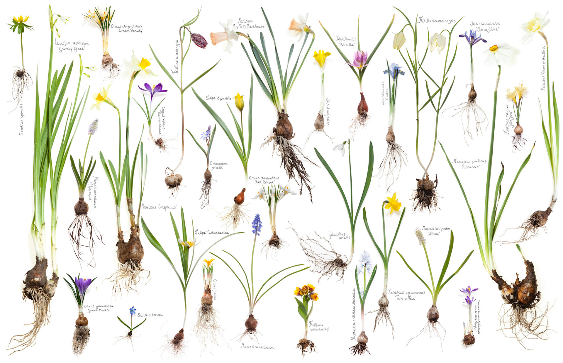 Spread van vrijgemaakte bloeiende voorjaarsbollen; Spread with blooming bulbs