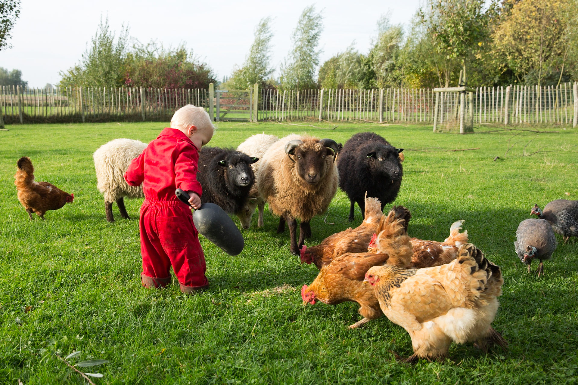 Jongetje in rode overall voert kippen en schapen; Little boy, wearing a red overall, feeds chicken and sheep.