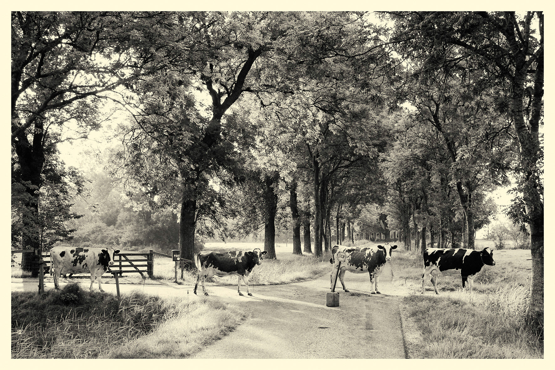 Koeien steken de weg over tussen Tinalinge en de weg Onderdendam - Winsum